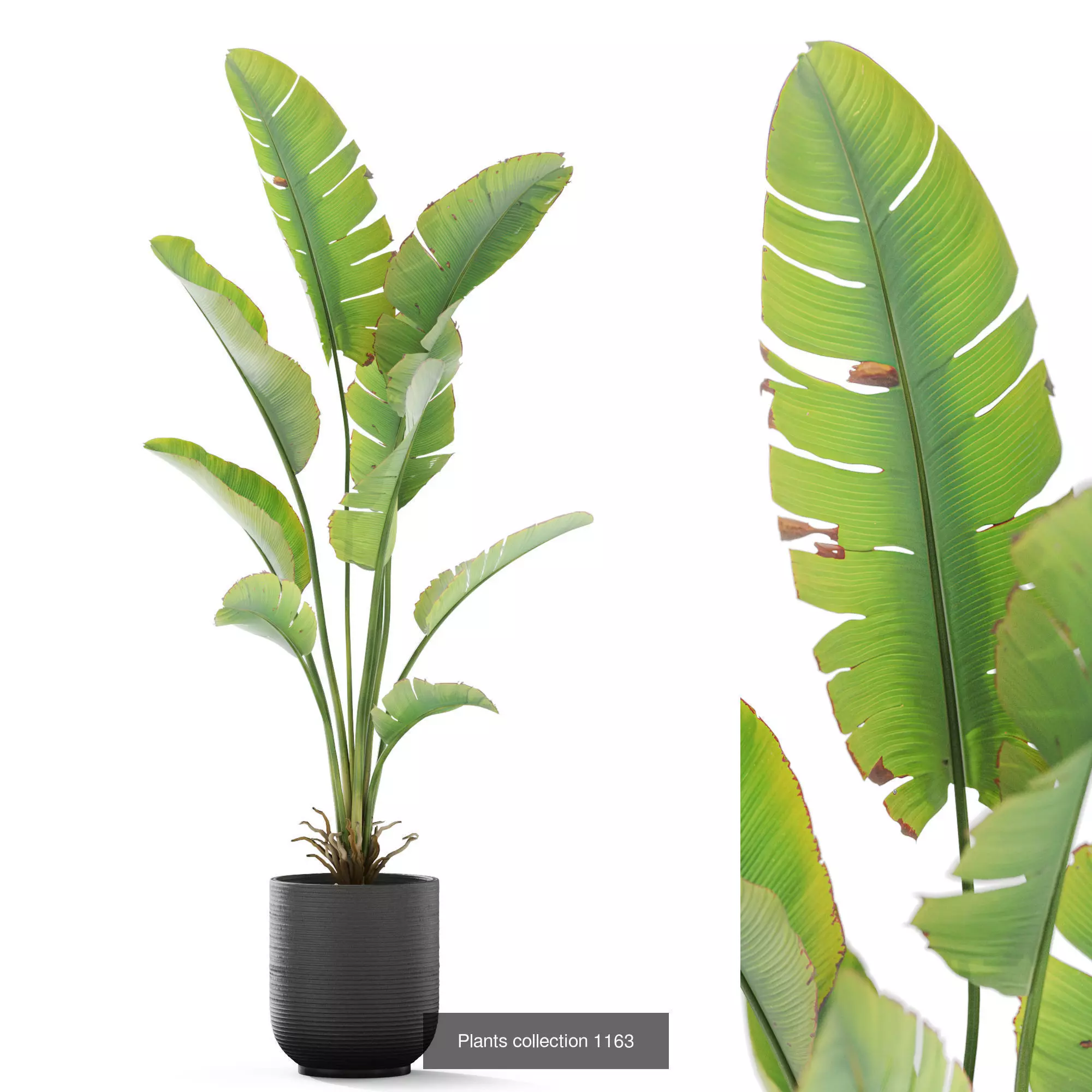 Plants collection vol 50 _2