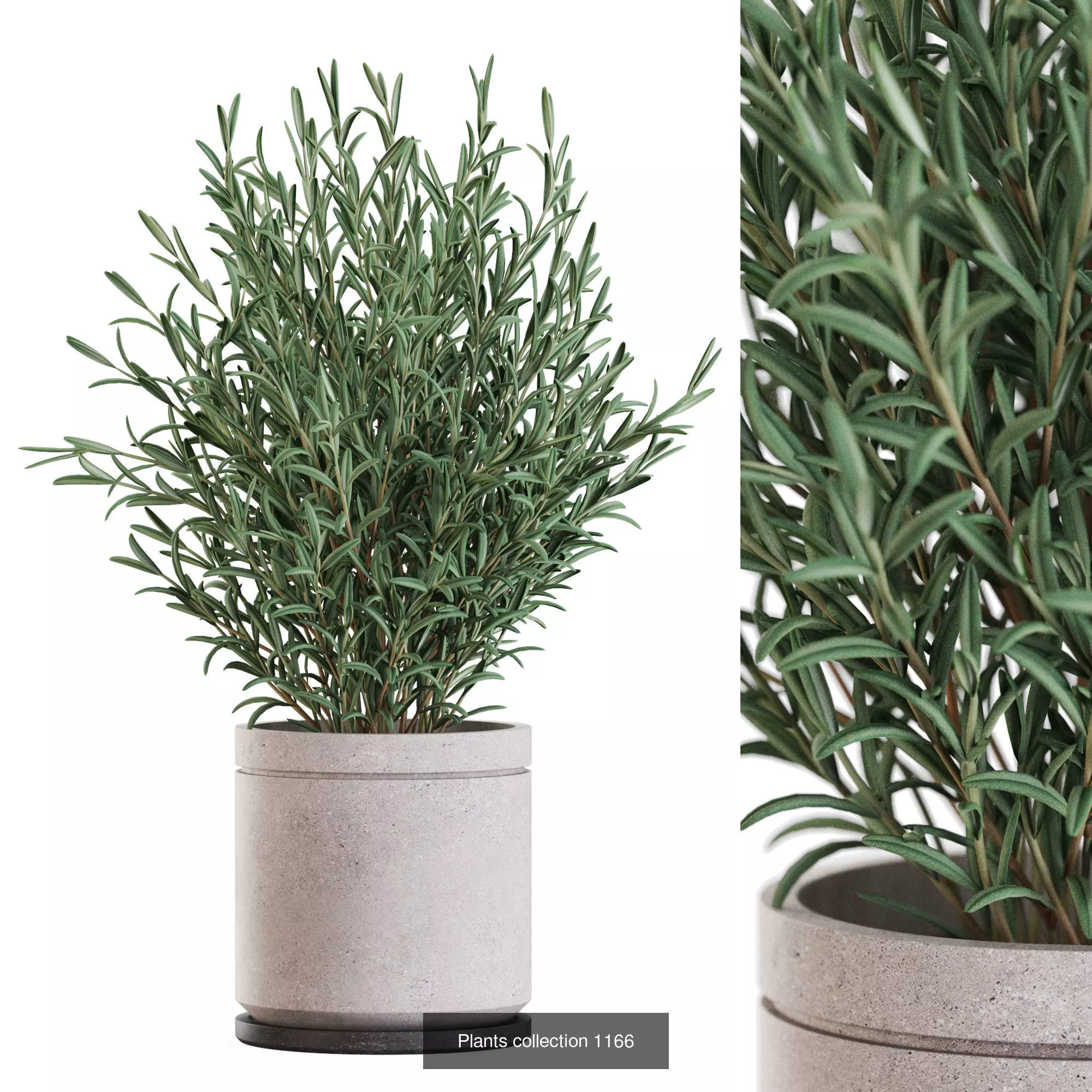 Plants collection vol 50 _5