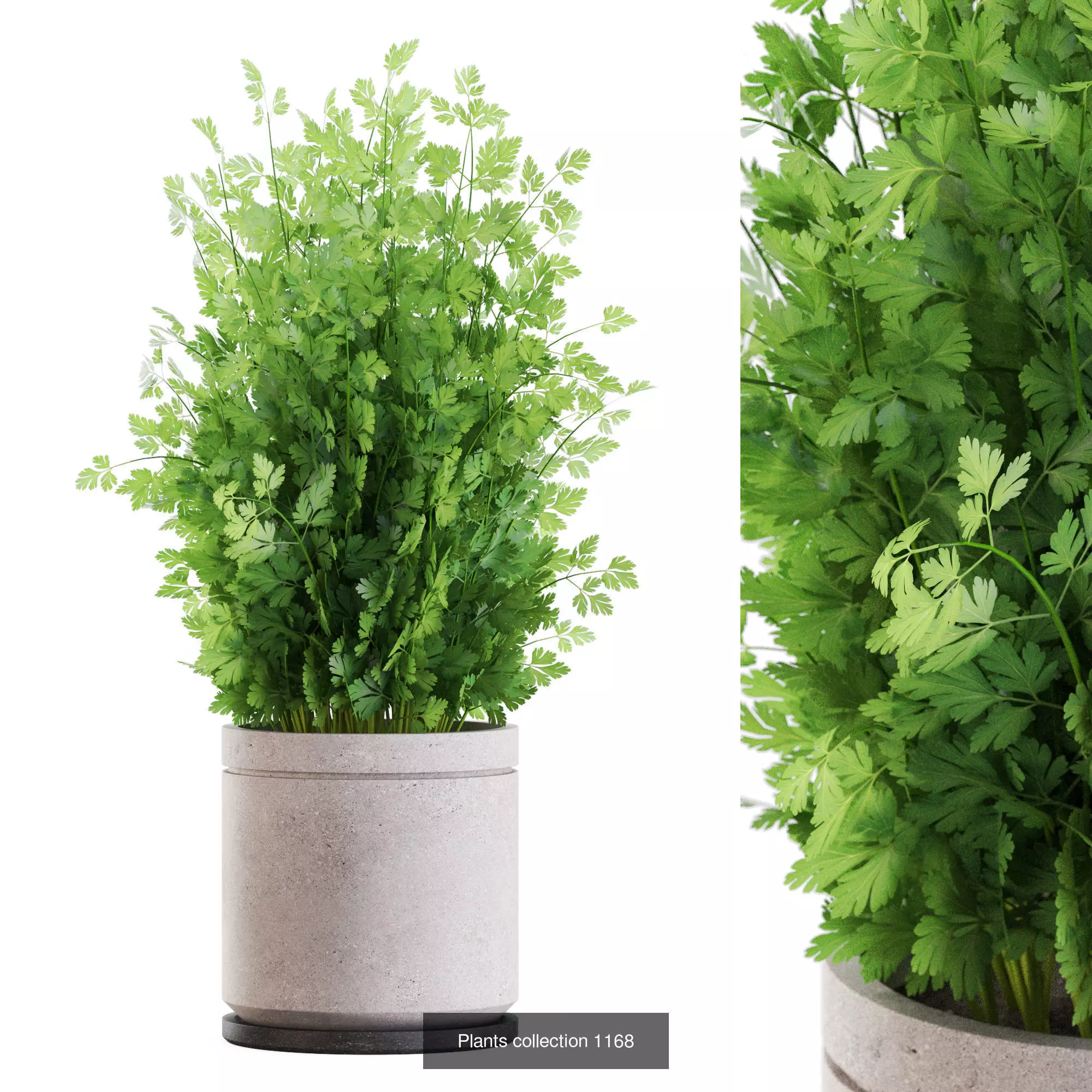 Plants collection vol 50 _7