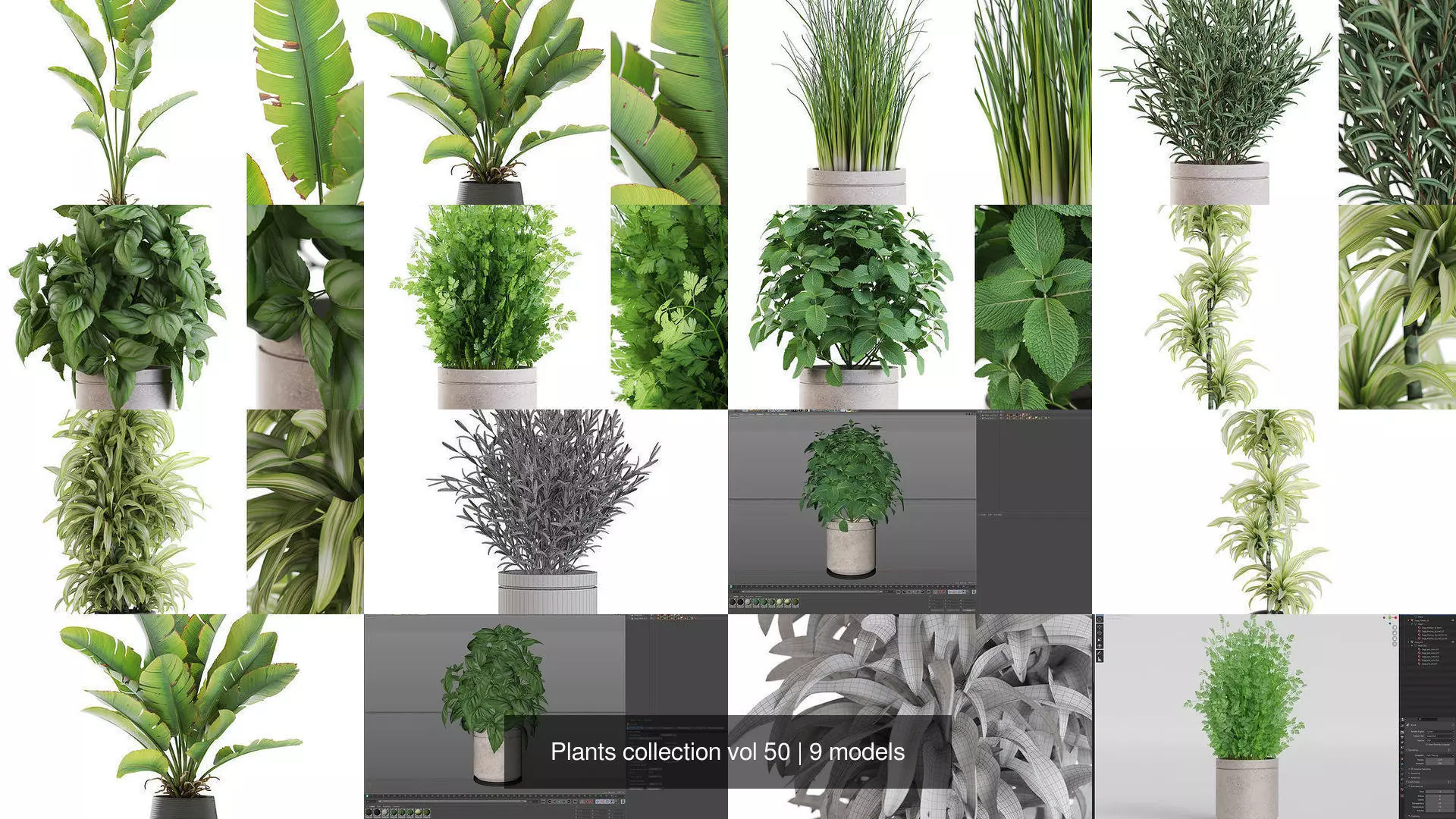 Plants collection vol 50 _1