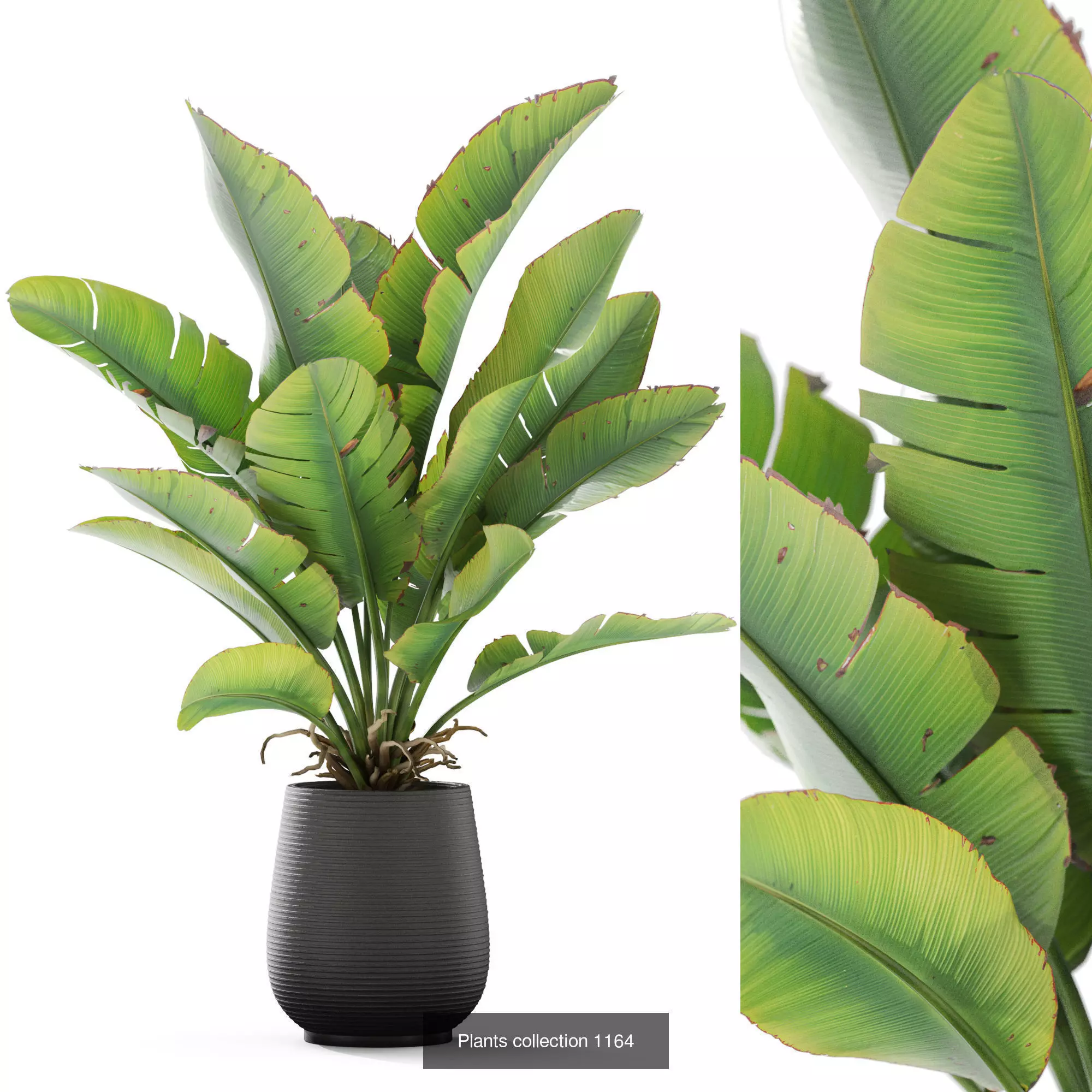 Plants collection vol 50 _3