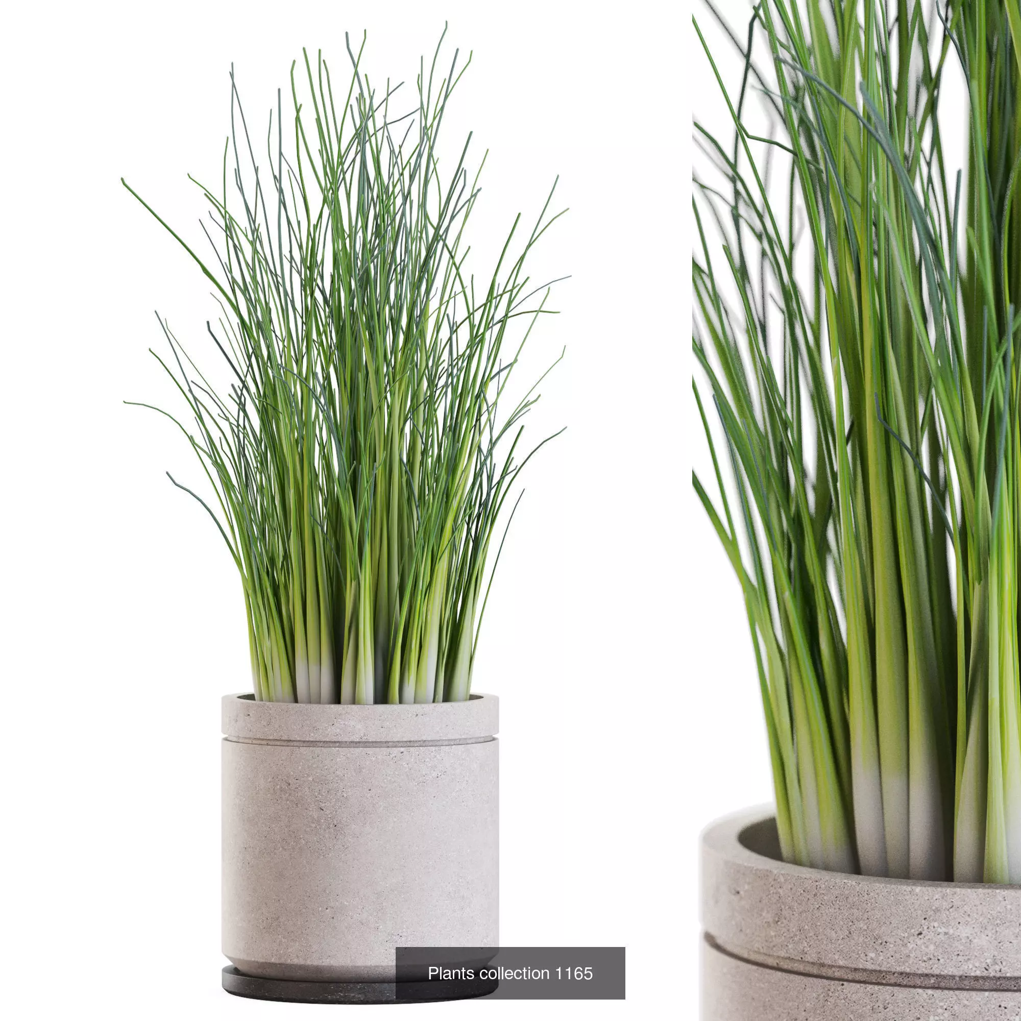 Plants collection vol 50 _4