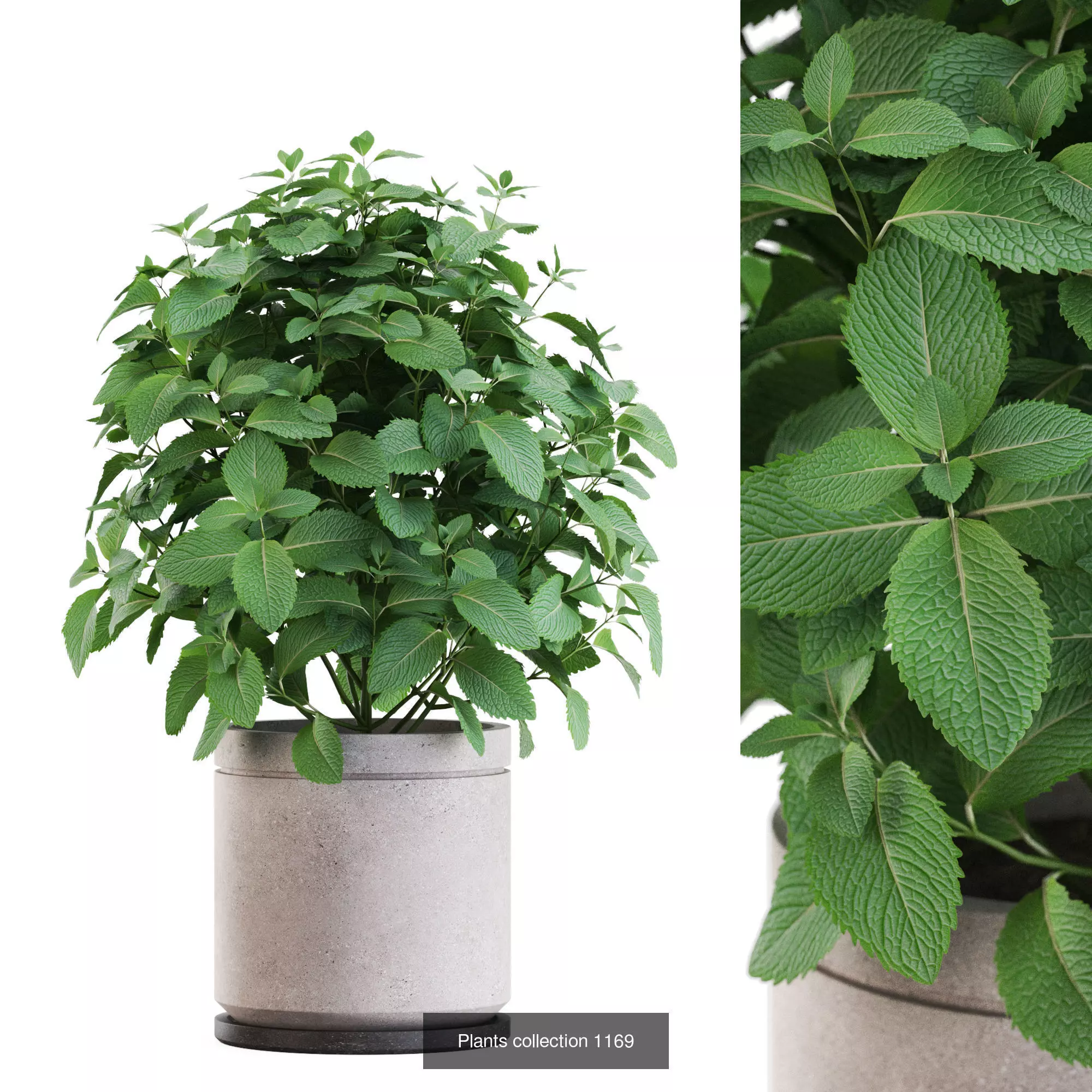 Plants collection vol 50 _8