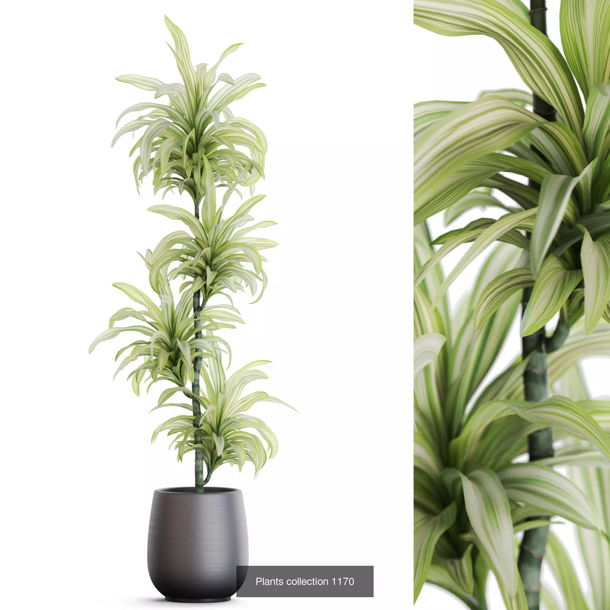 Plants collection vol 50 _9