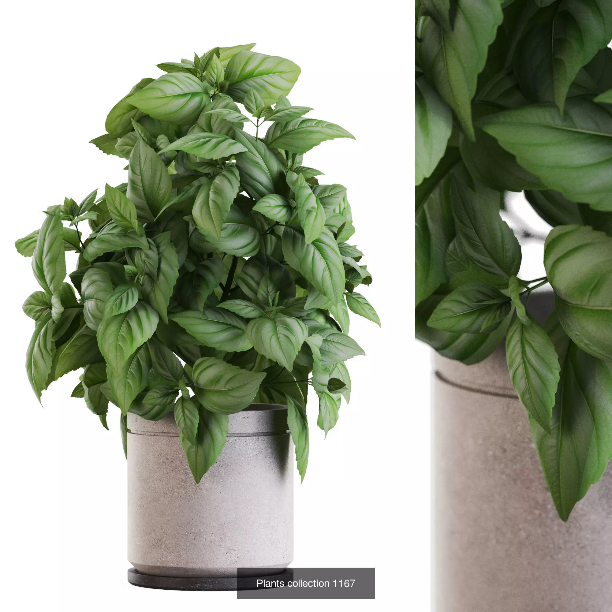 Plants collection vol 50 _6