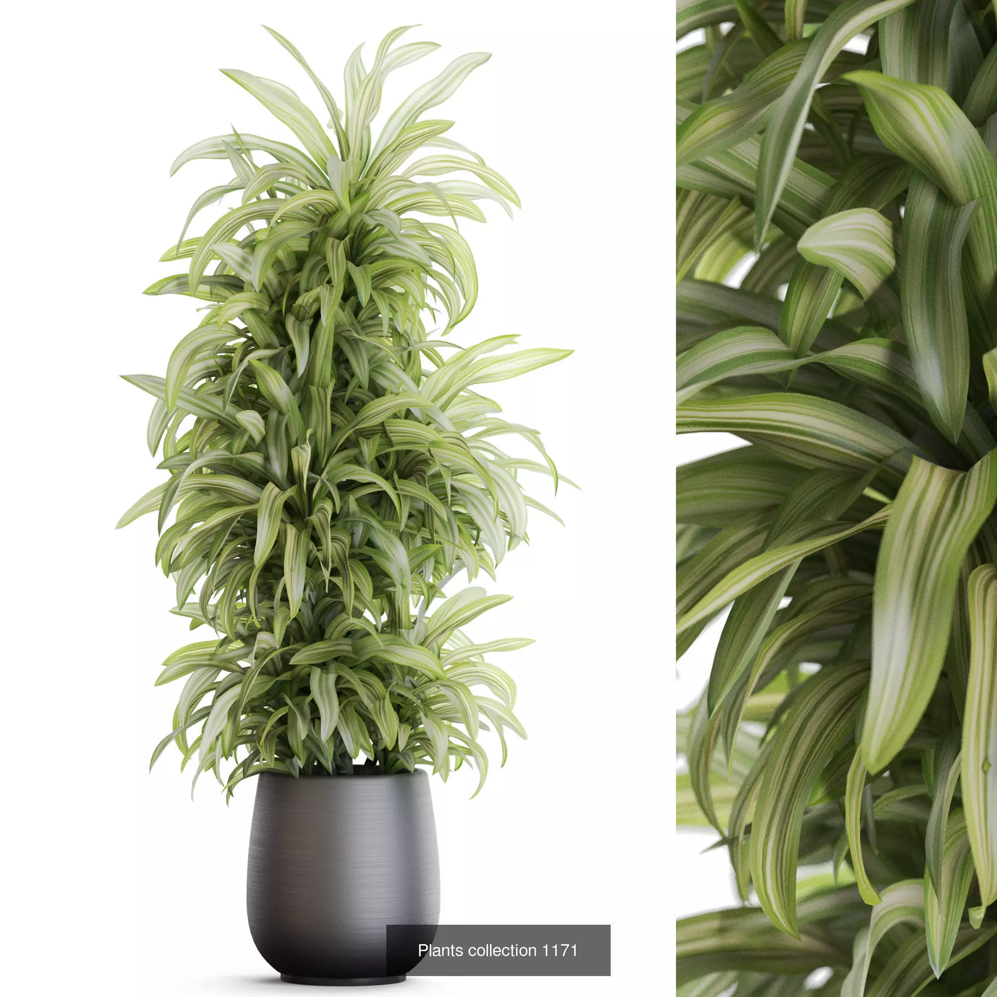 Plants collection vol 50 _10