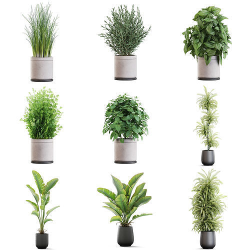 Plants collection vol 50 