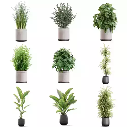 Plants collection vol 50