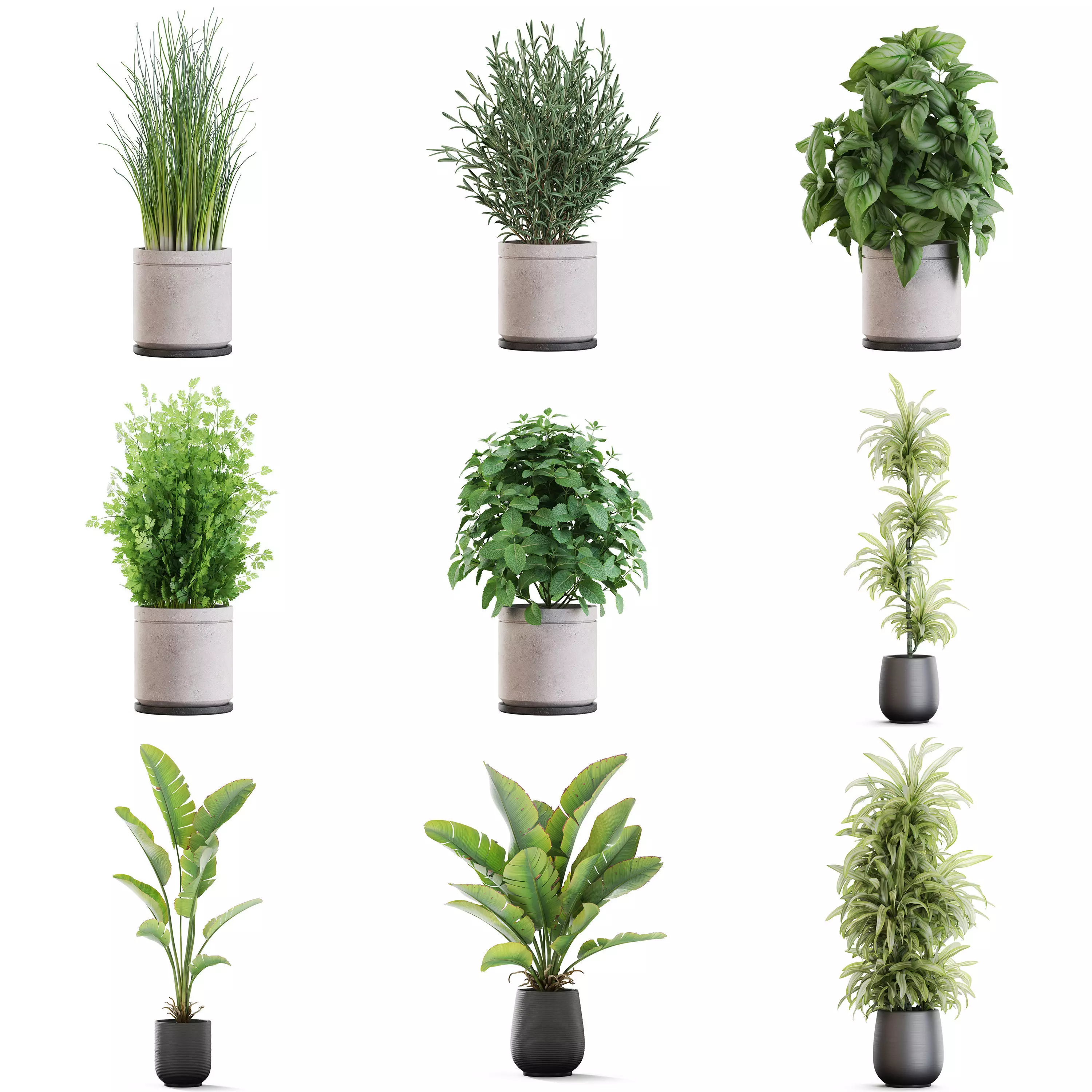 Plants collection vol 50 _0