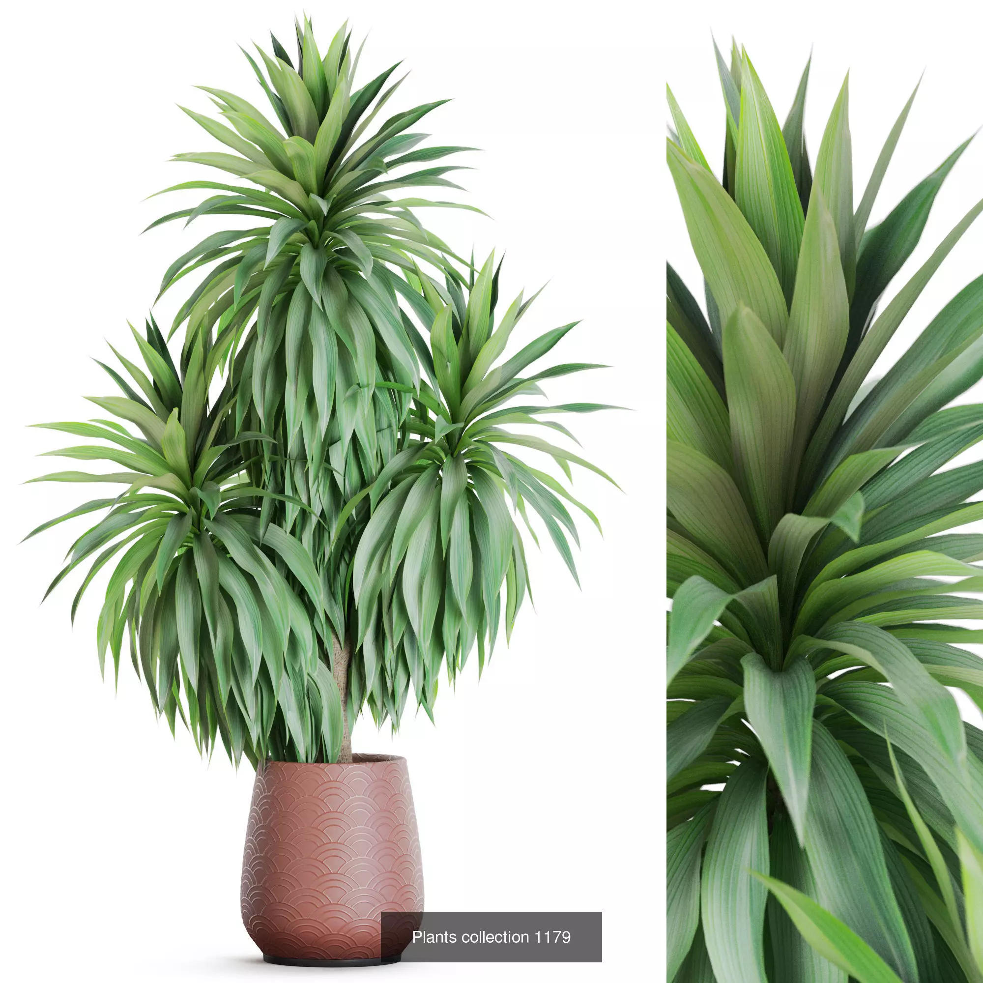 Plants collection vol 51 _9