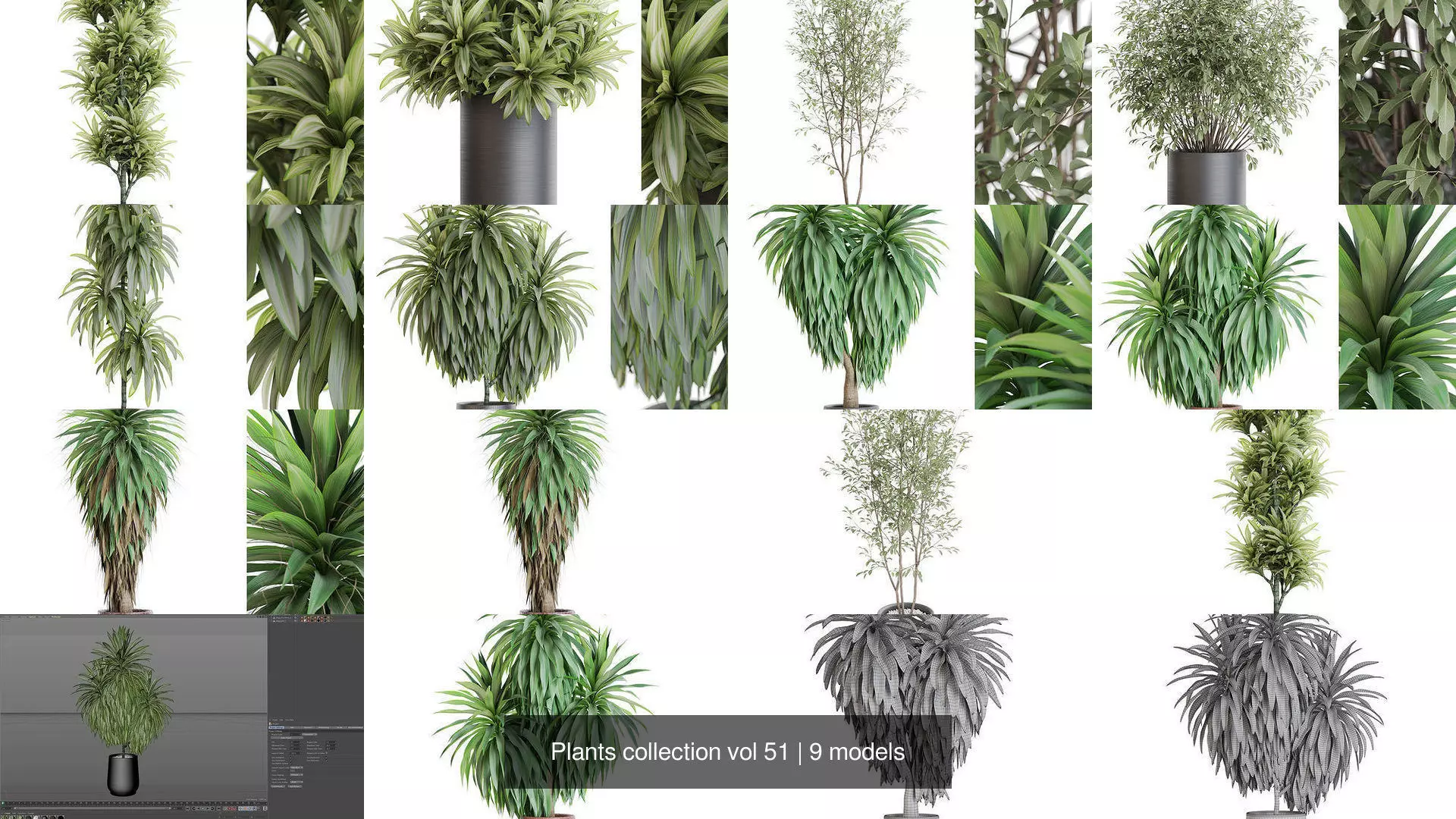 Plants collection vol 51 _1