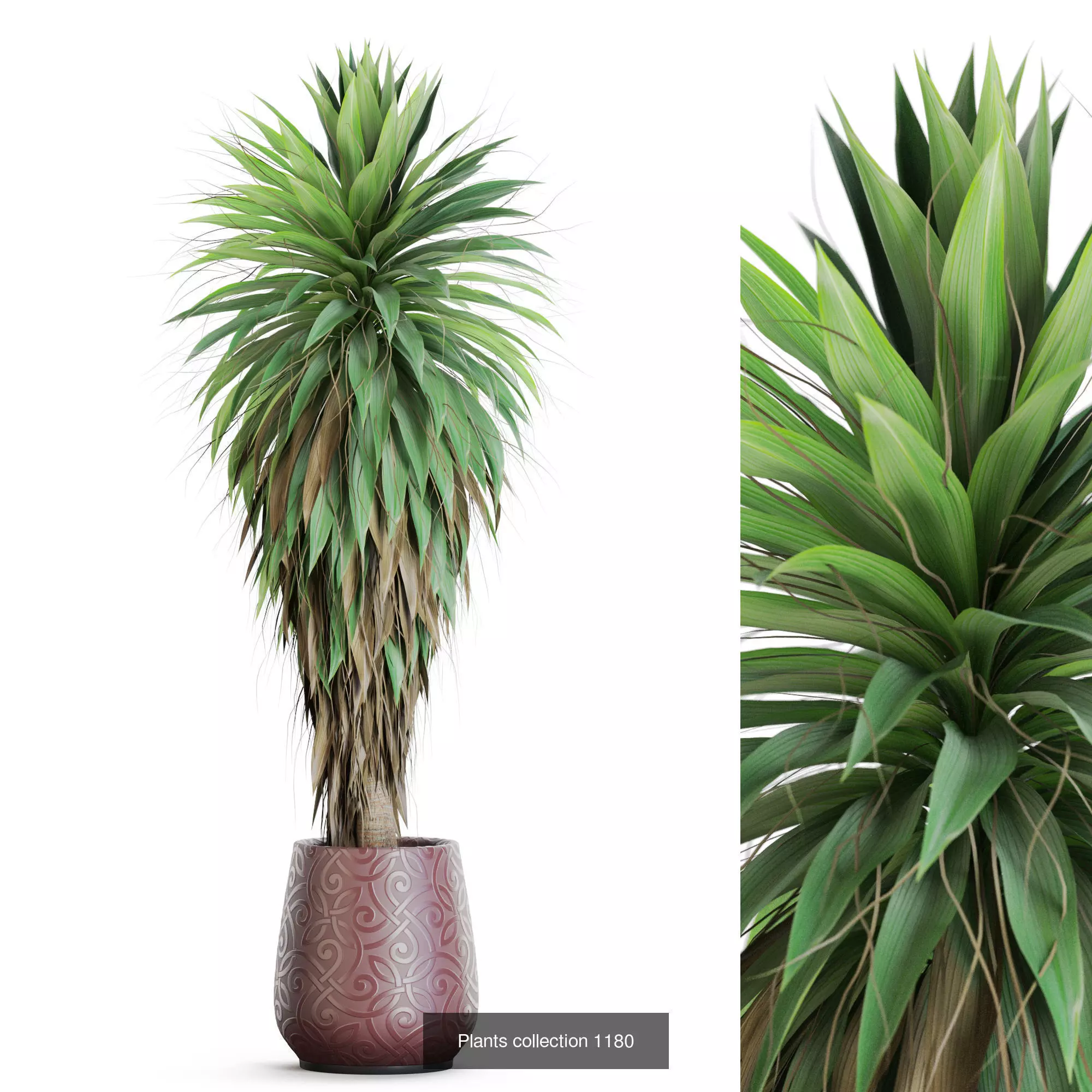 Plants collection vol 51 _10