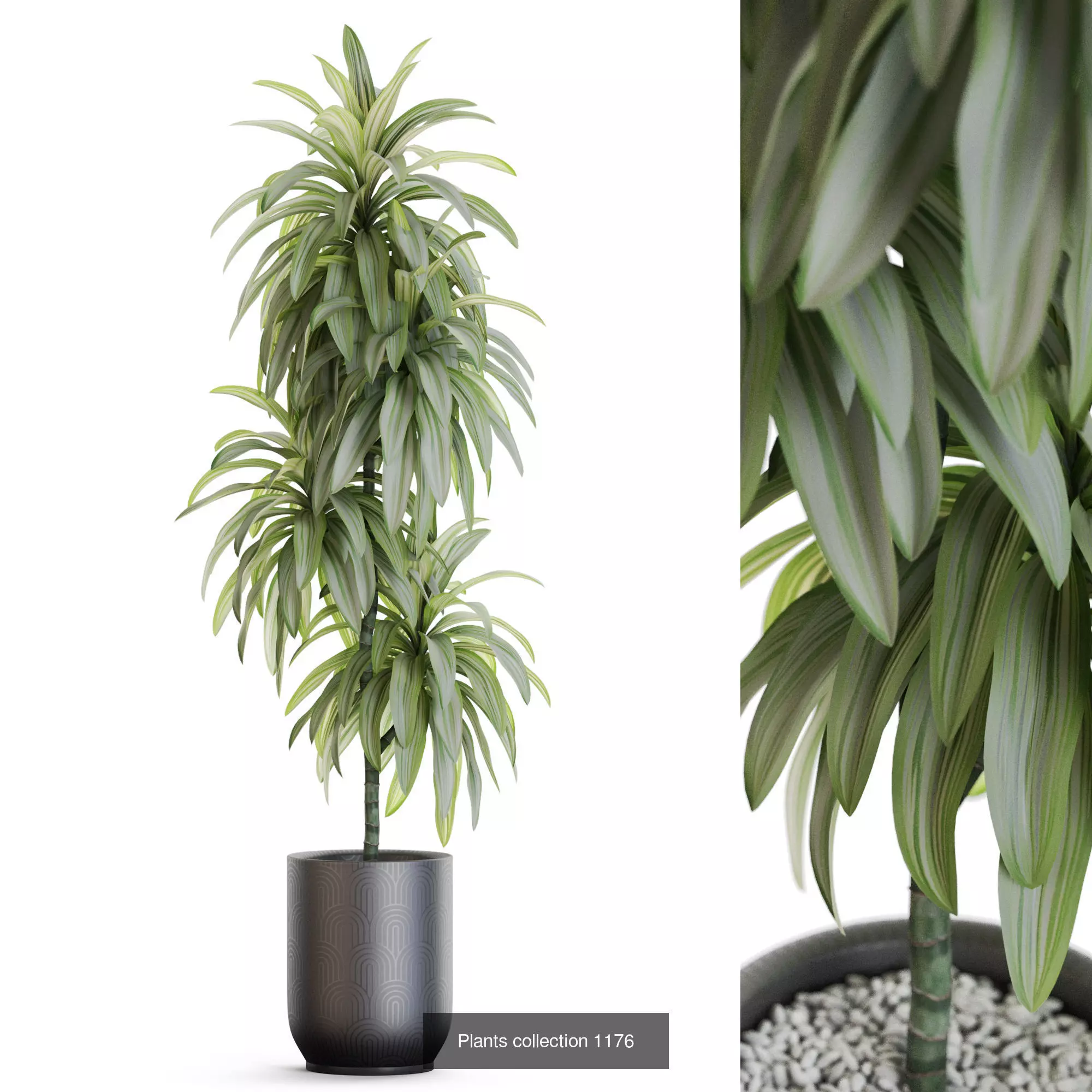 Plants collection vol 51 _6