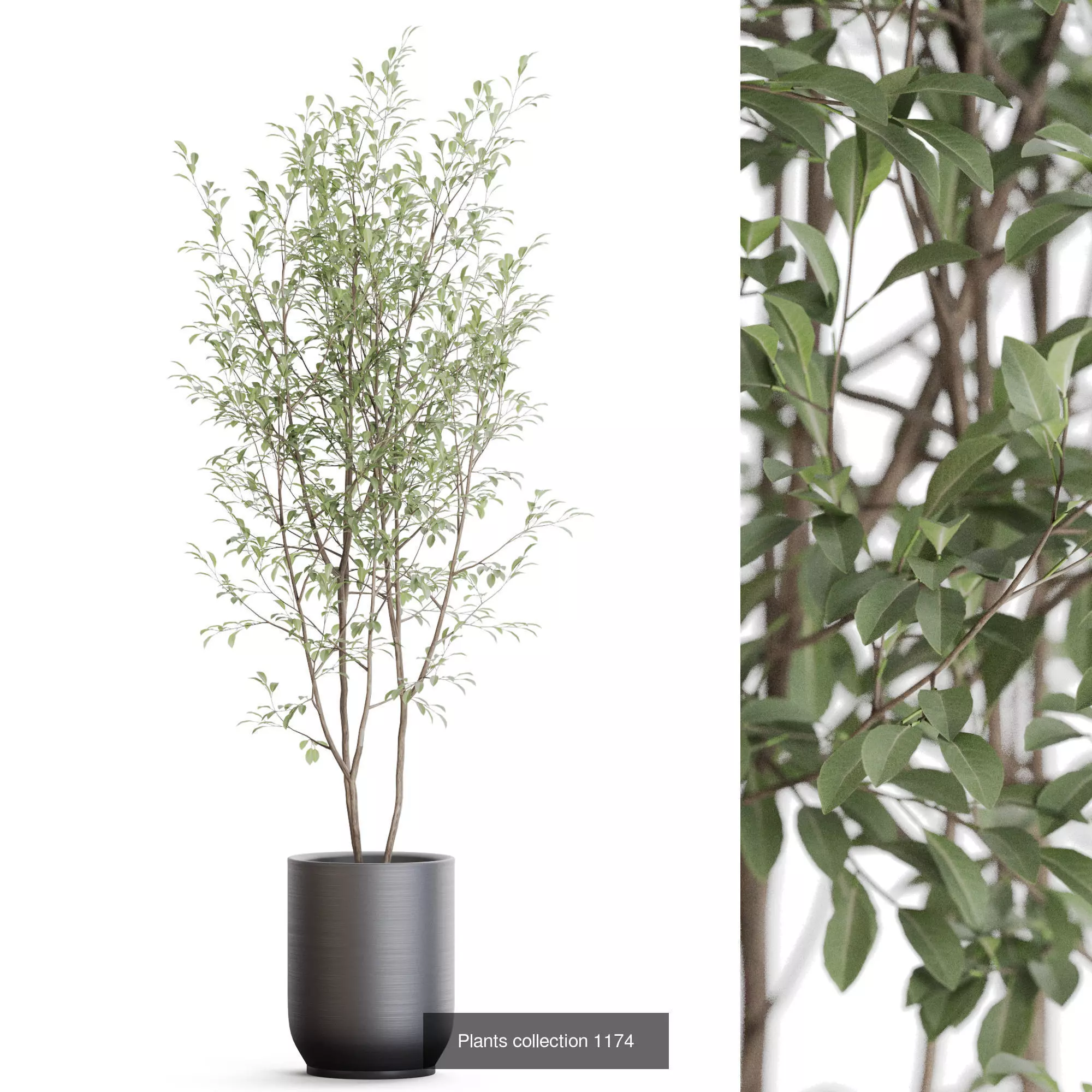 Plants collection vol 51 _4