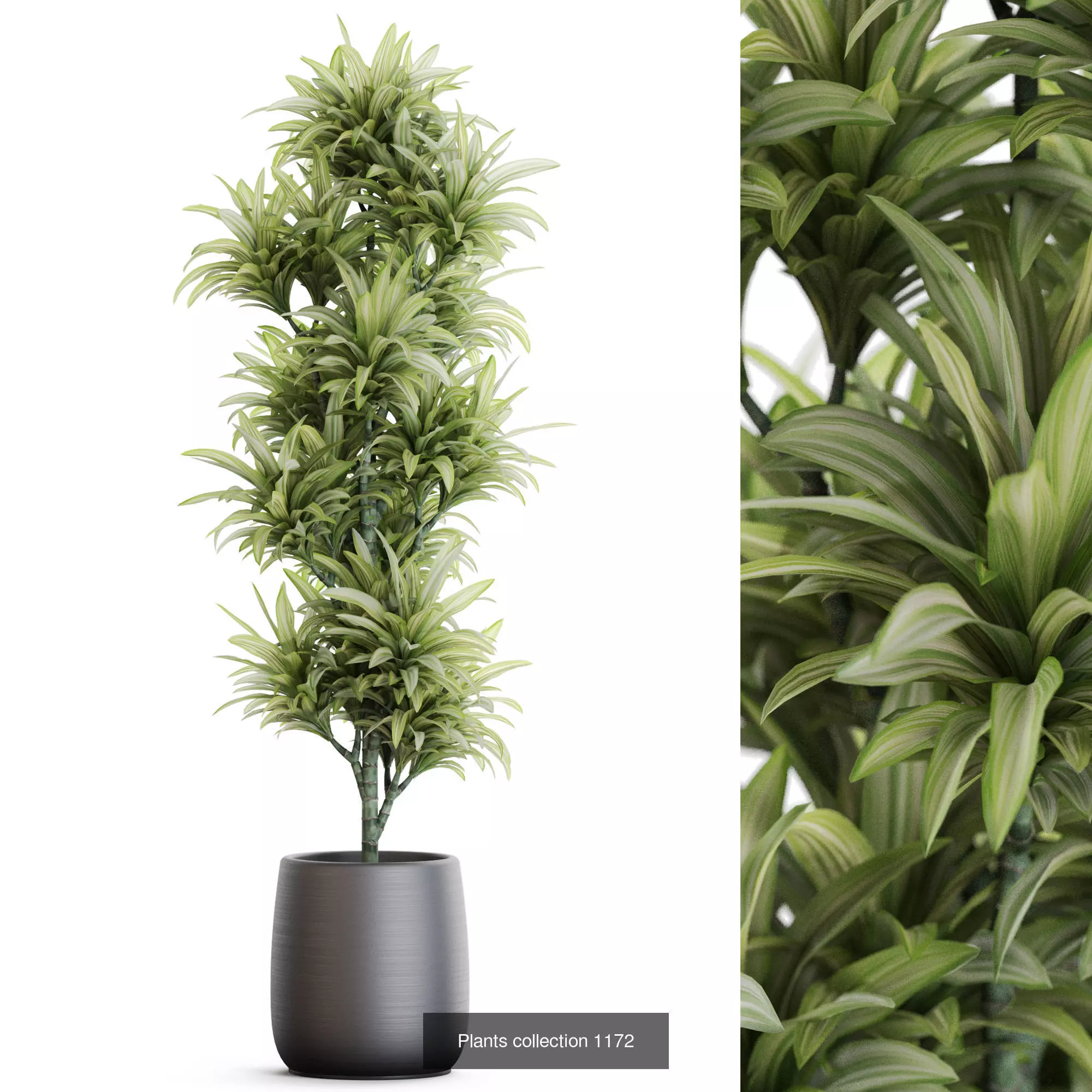 Plants collection vol 51 _2