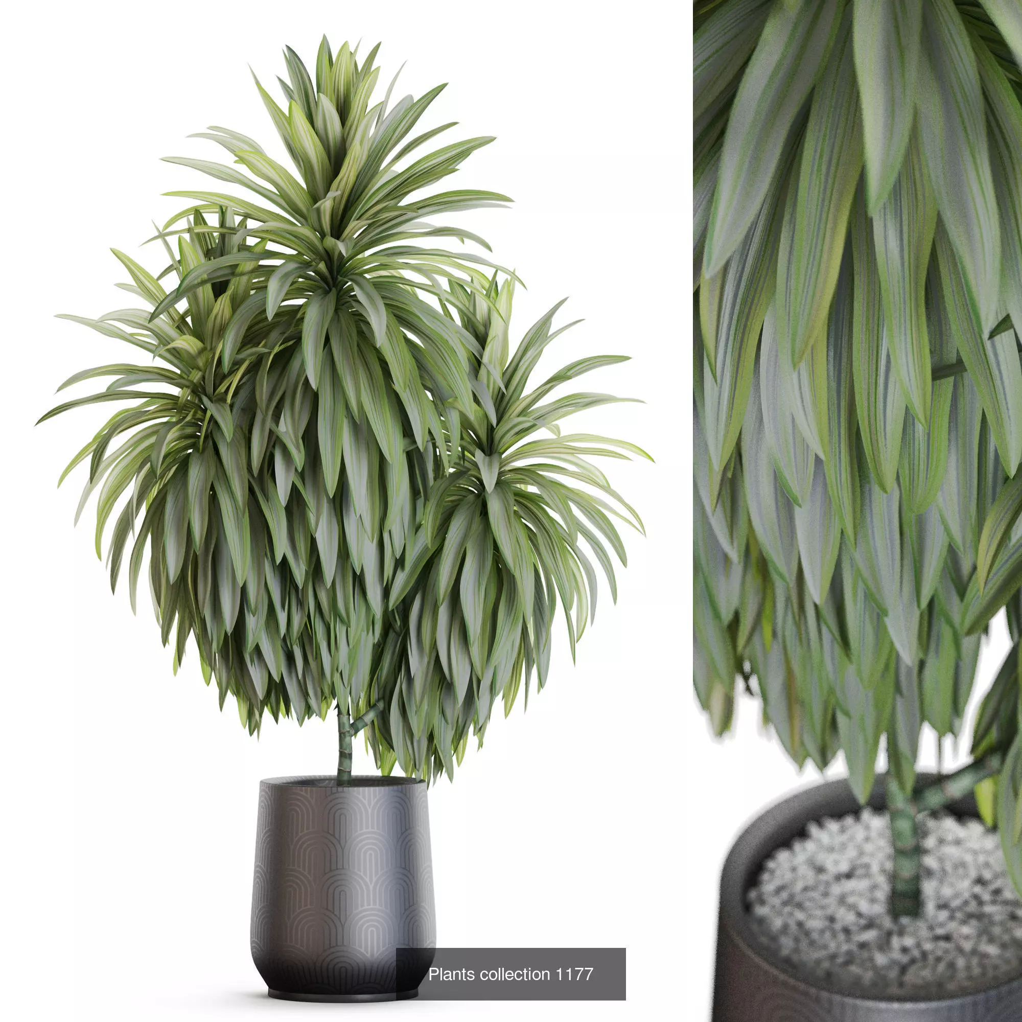 Plants collection vol 51 _7