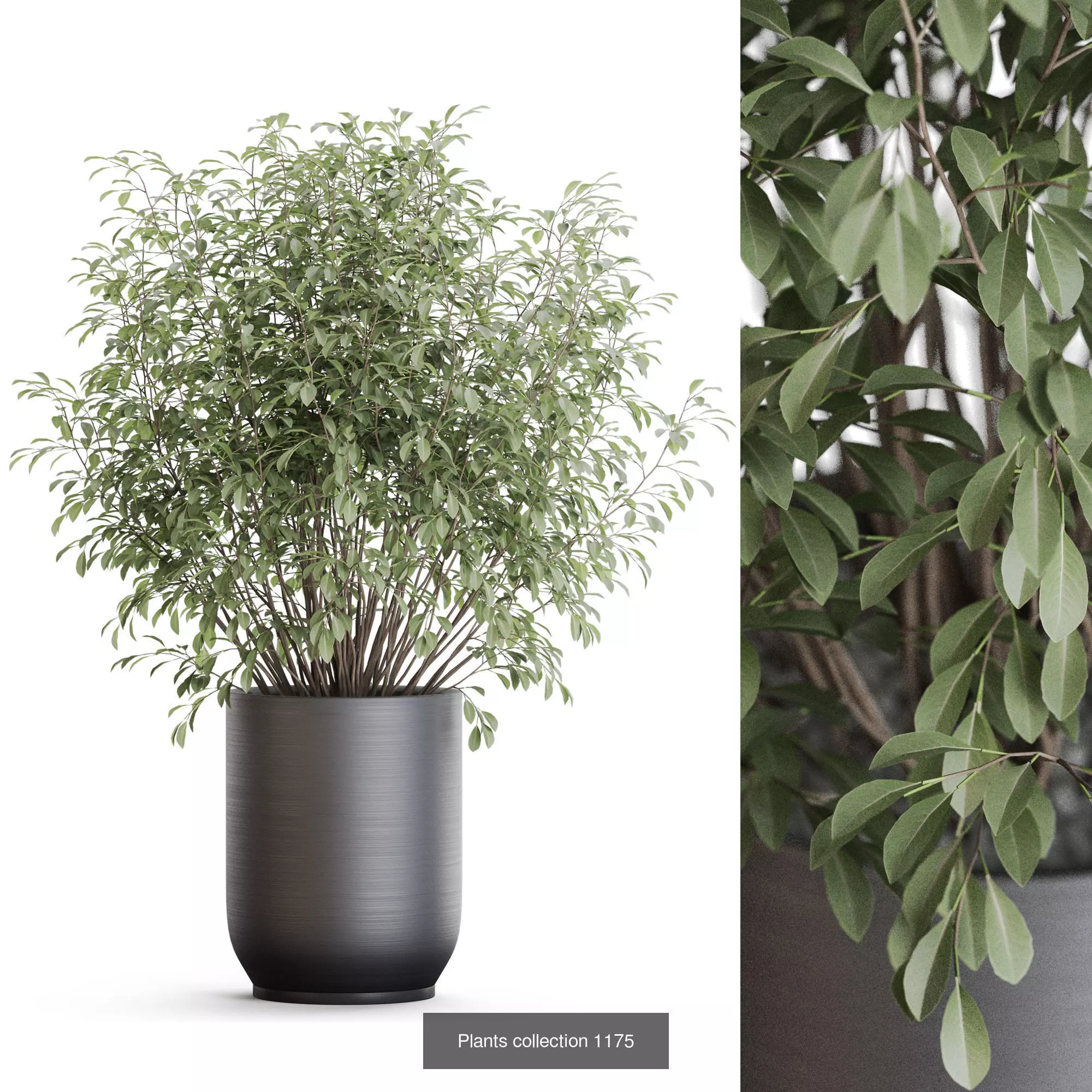 Plants collection vol 51 _5