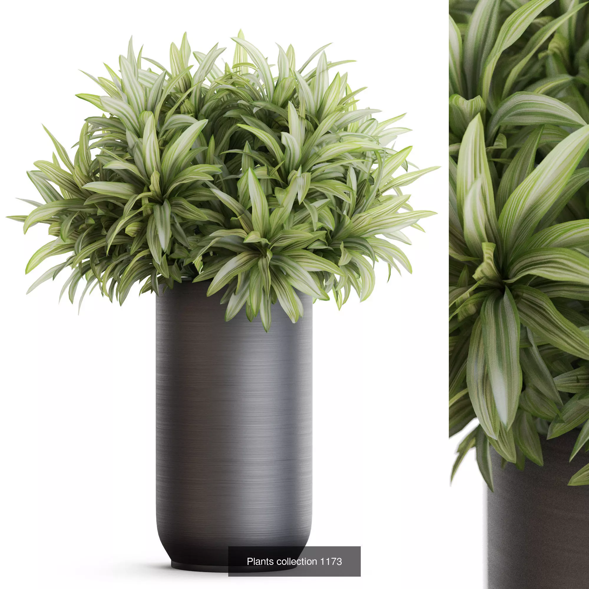 Plants collection vol 51 _3