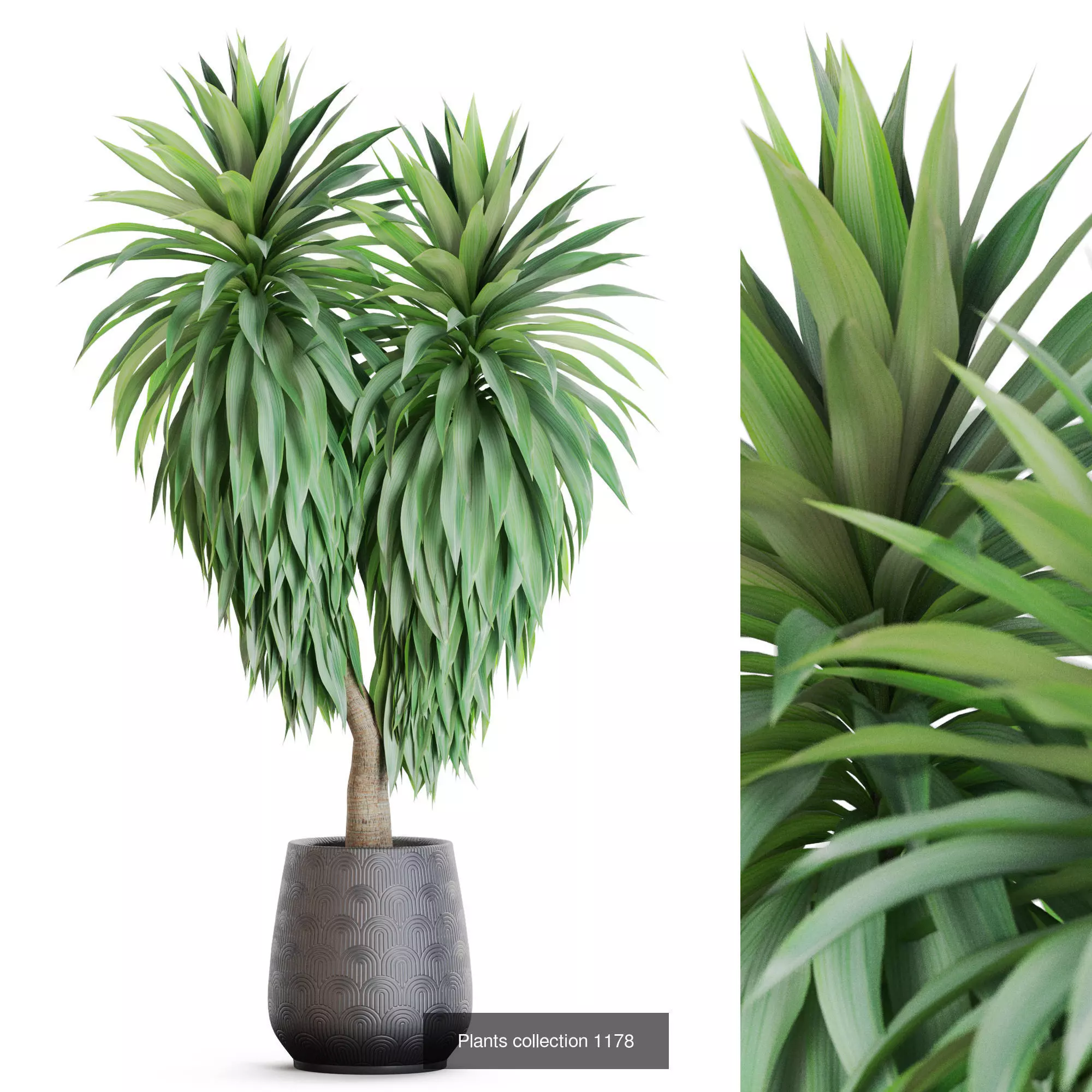 Plants collection vol 51 _8