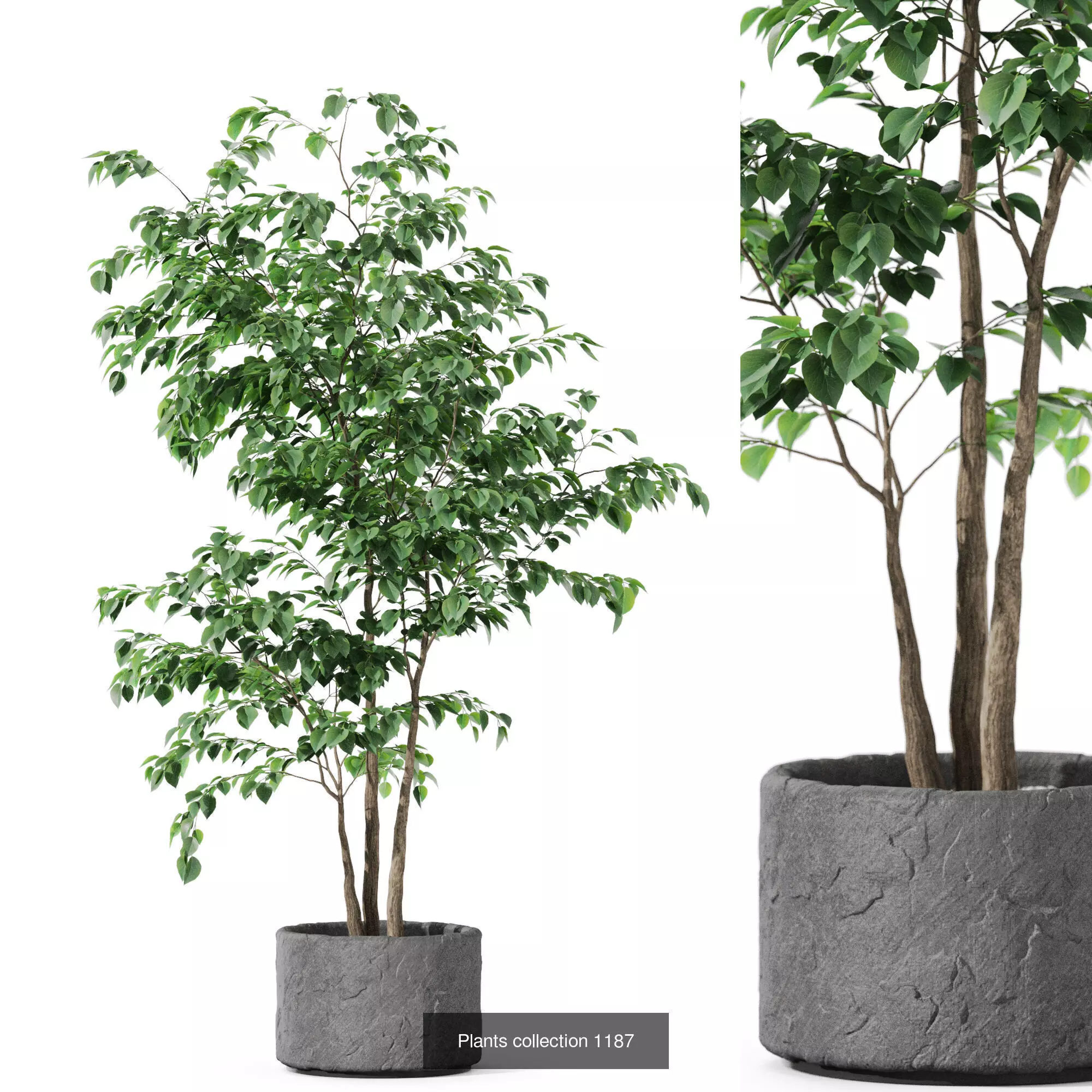 Plants collection vol 52 _7