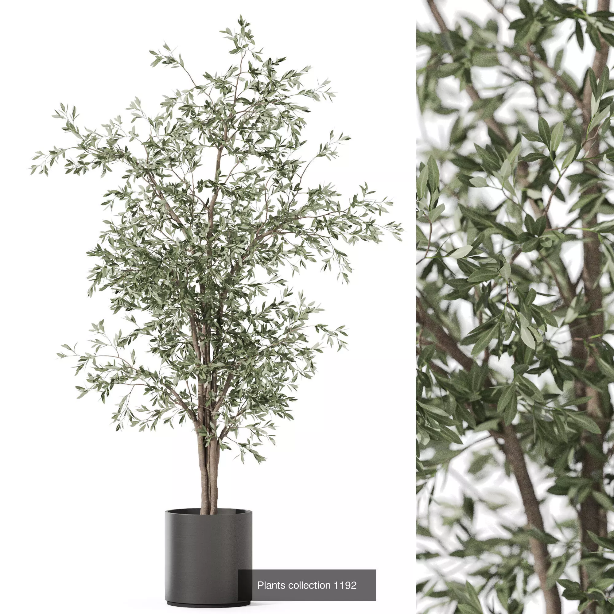 Plants collection vol 52 _10