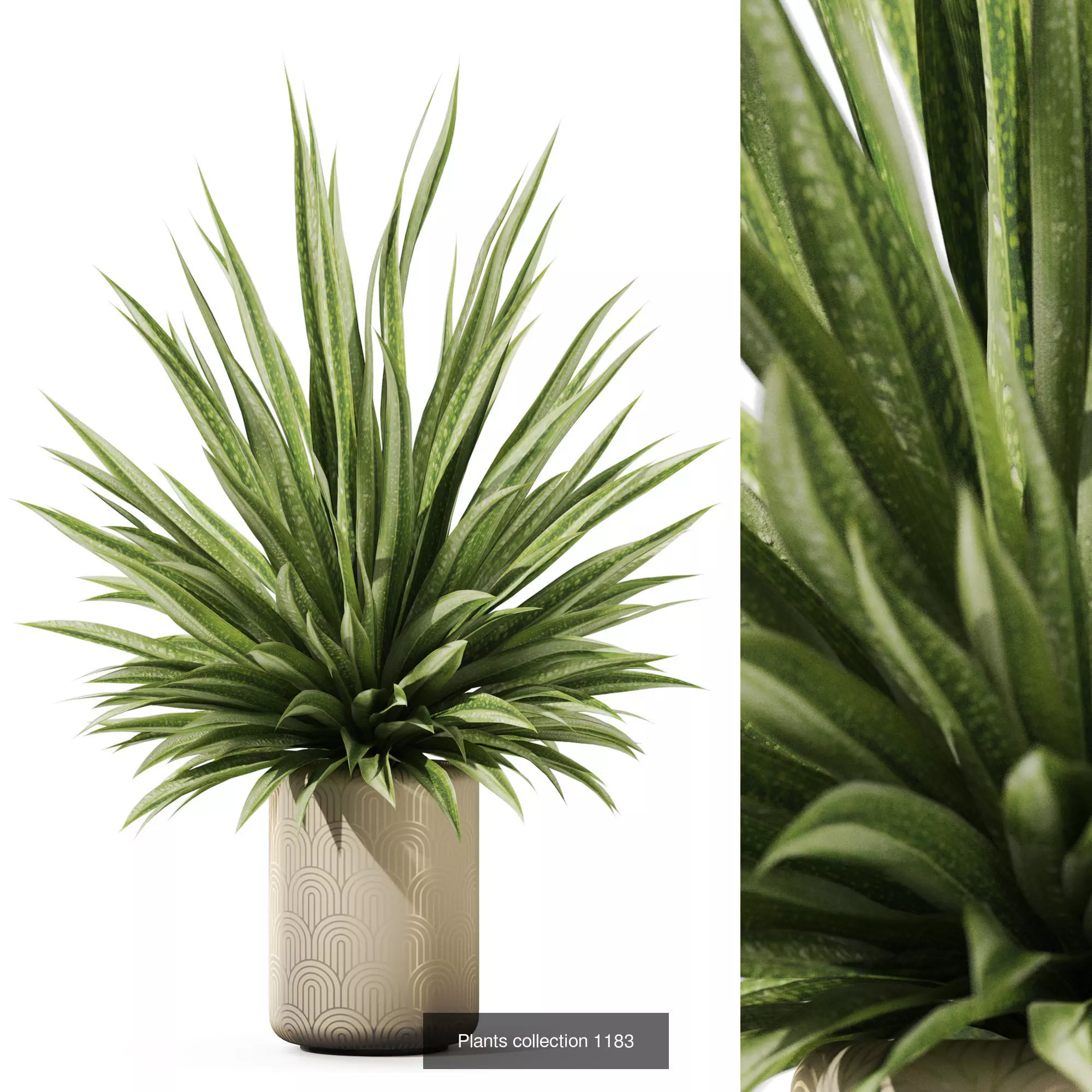 Plants collection vol 52 _3