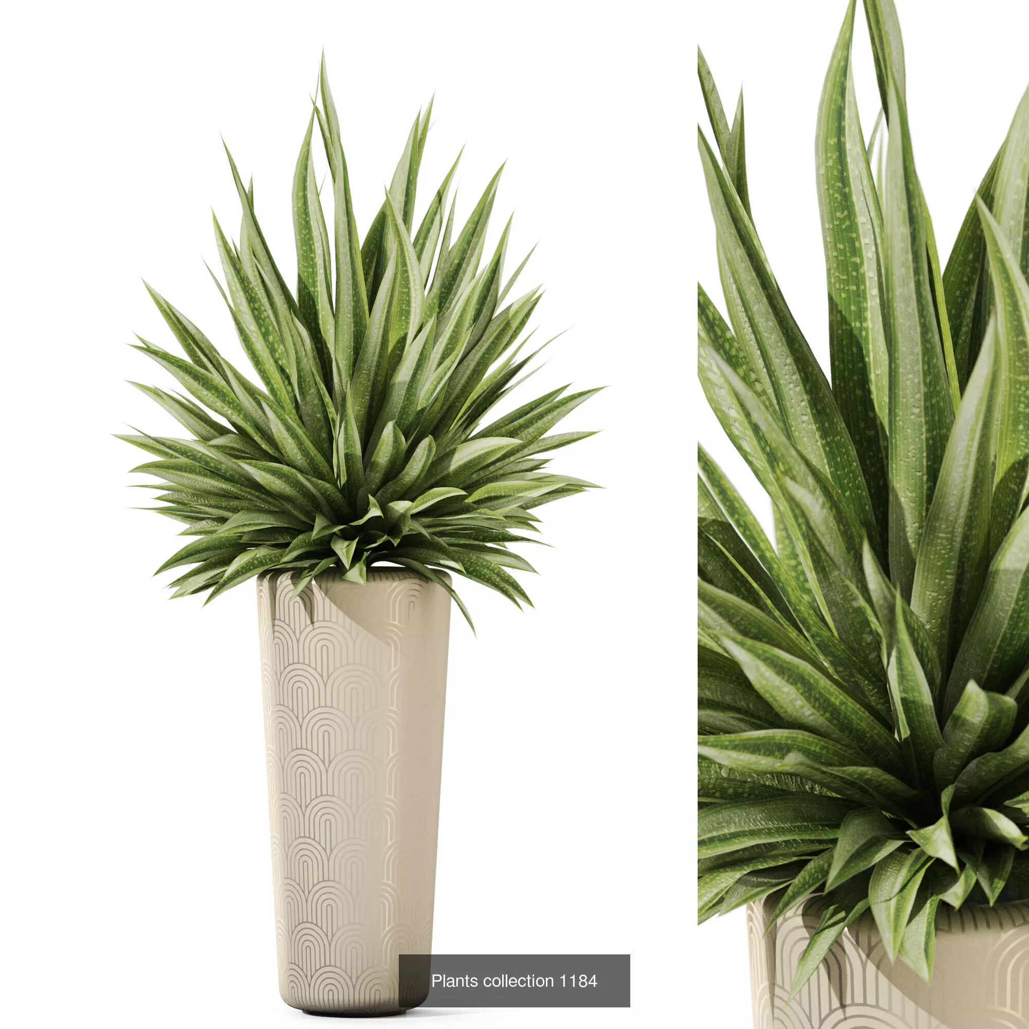 Plants collection vol 52 _4