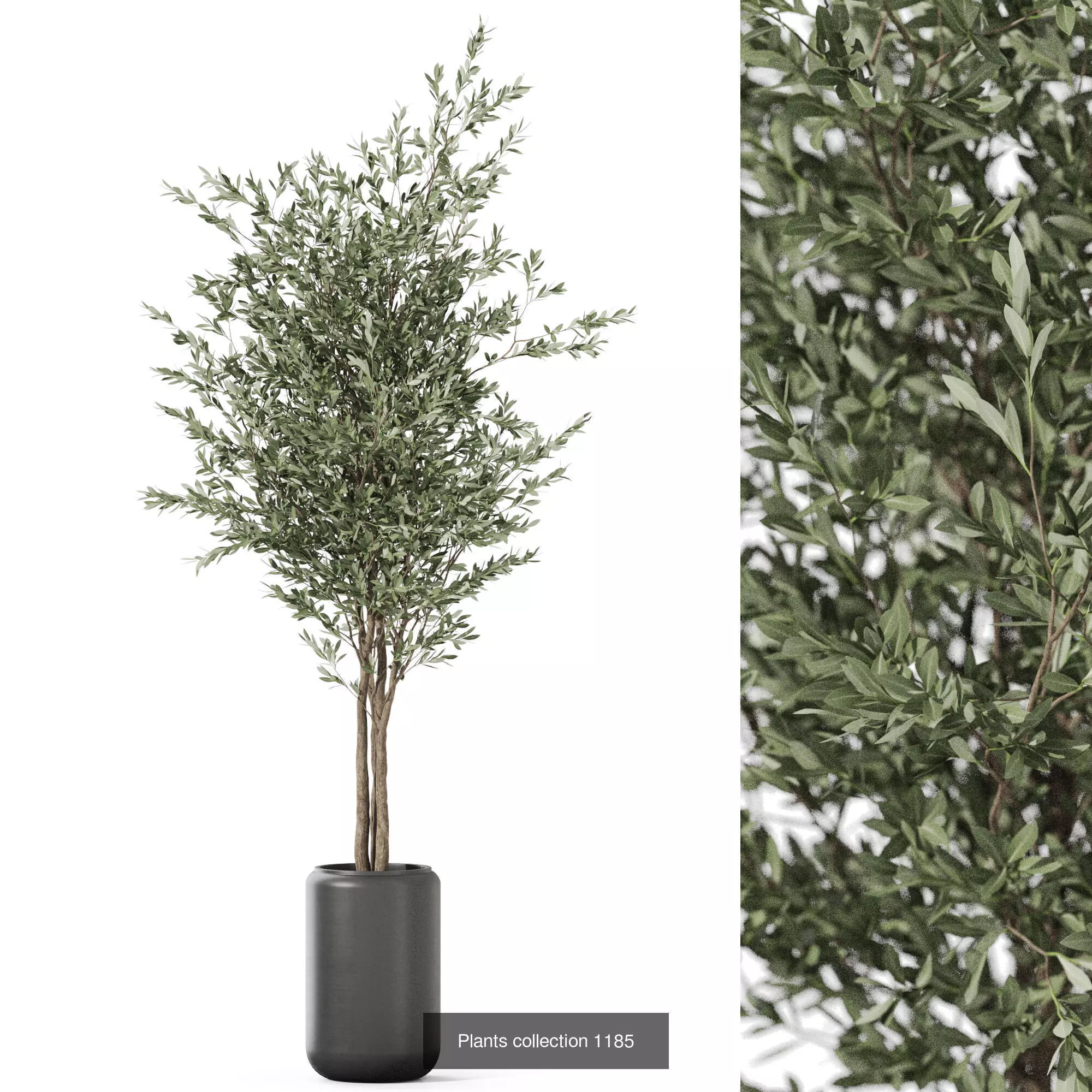 Plants collection vol 52 _5