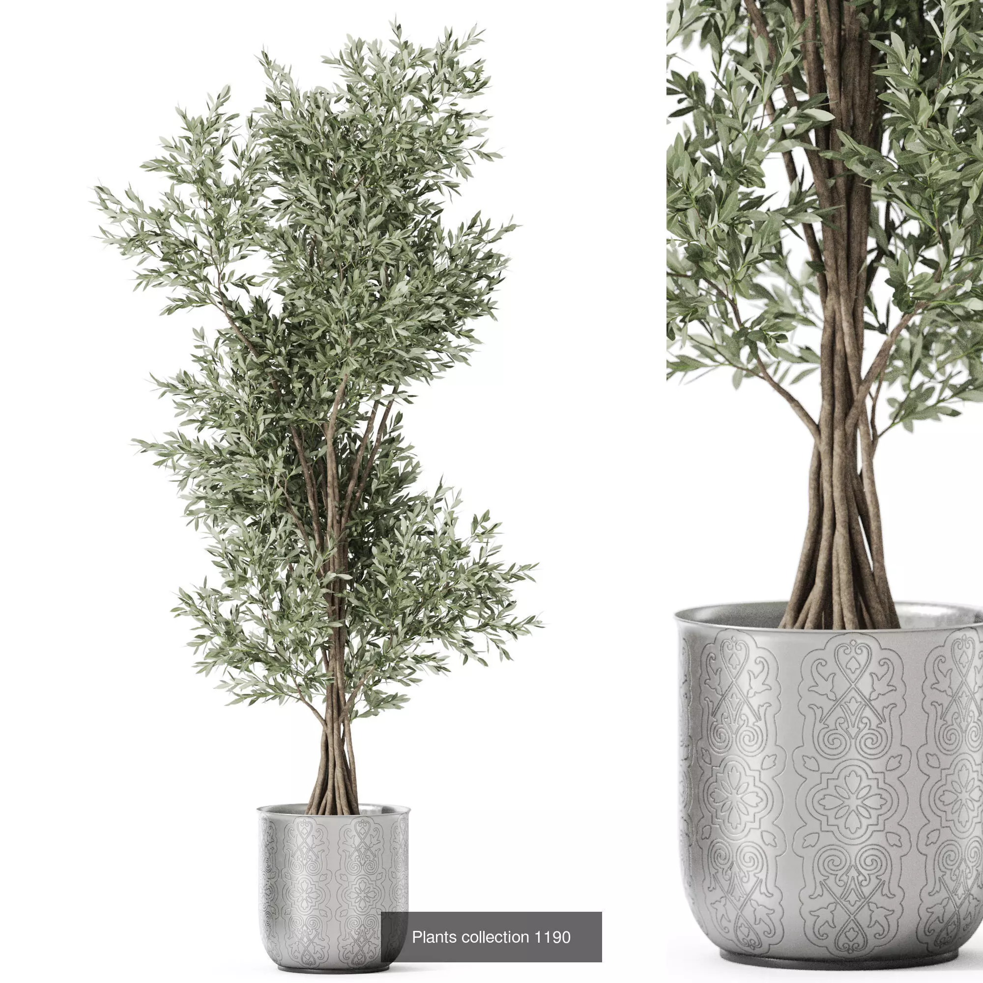 Plants collection vol 52 _9