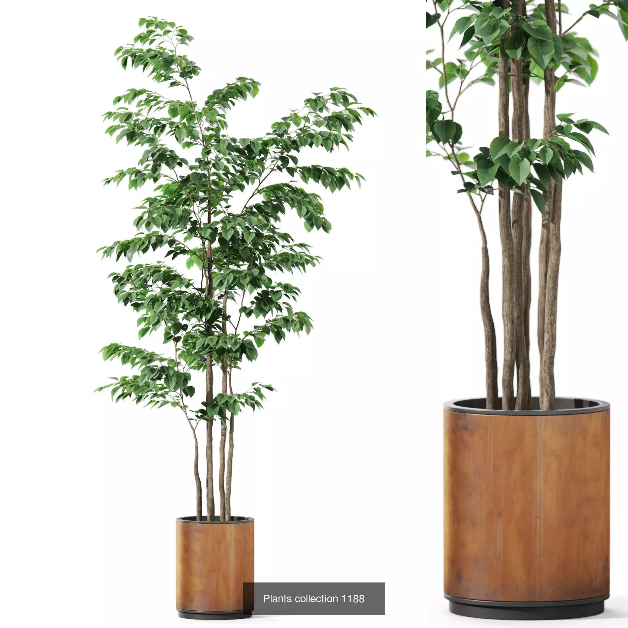 Plants collection vol 52 _8