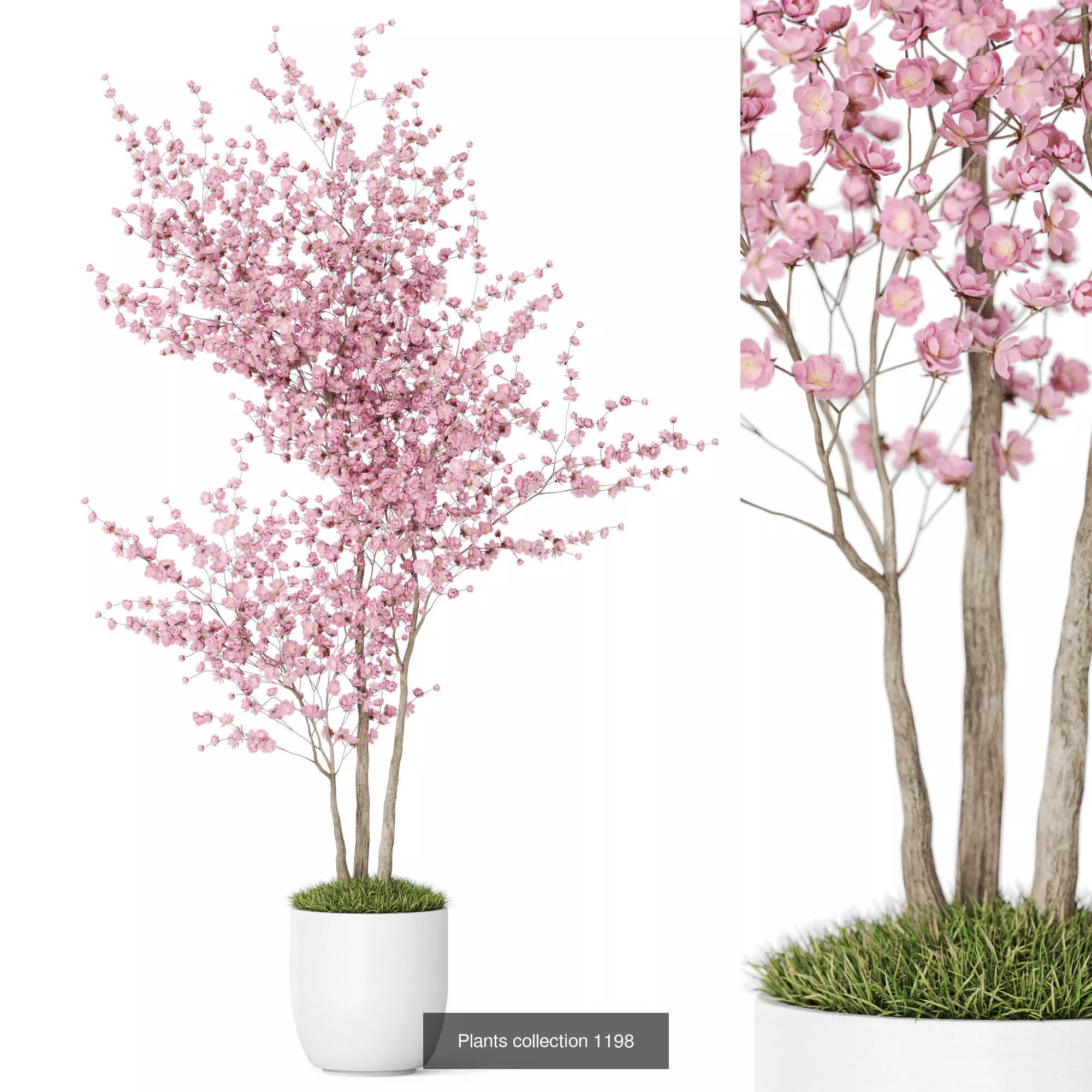 Plants collection vol 53 _7