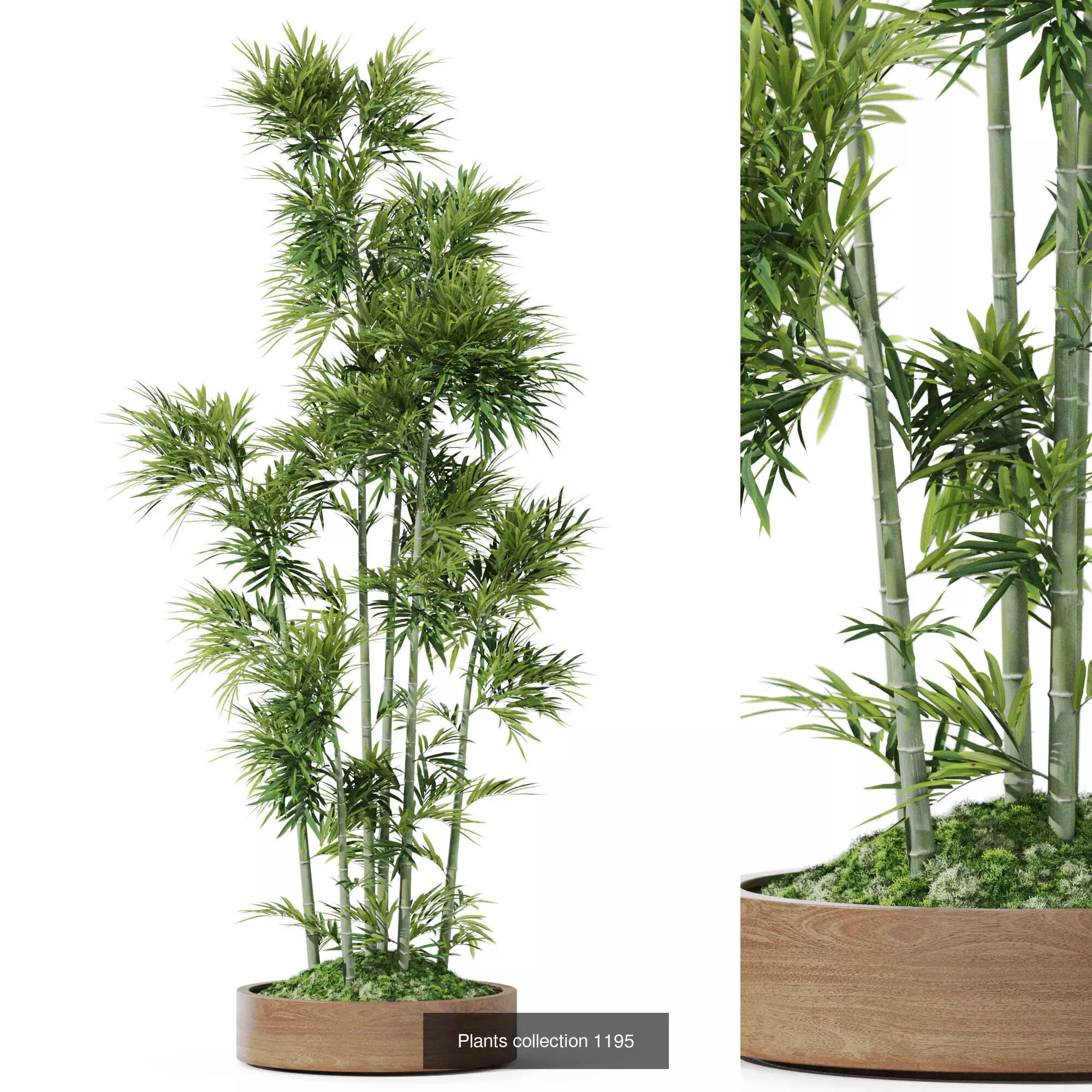 Plants collection vol 53 _4