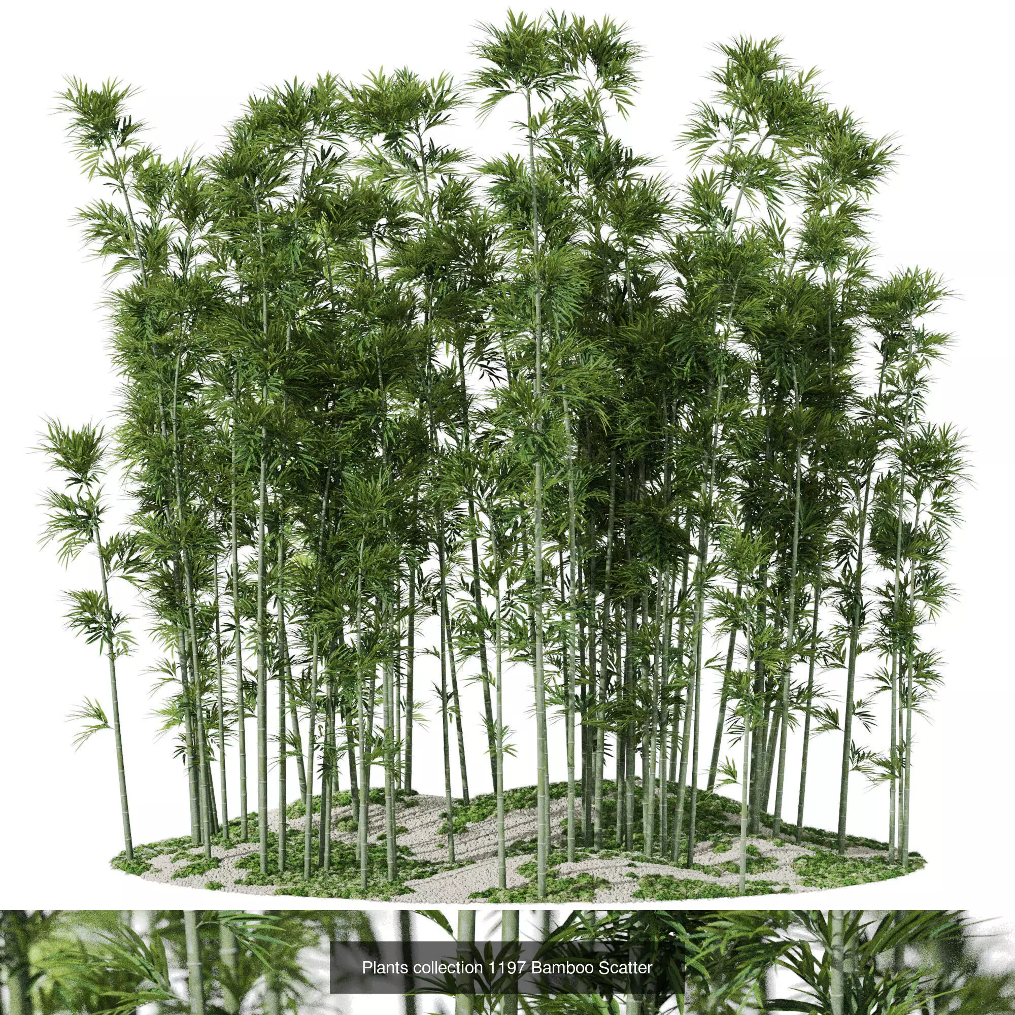 Plants collection vol 53 _6