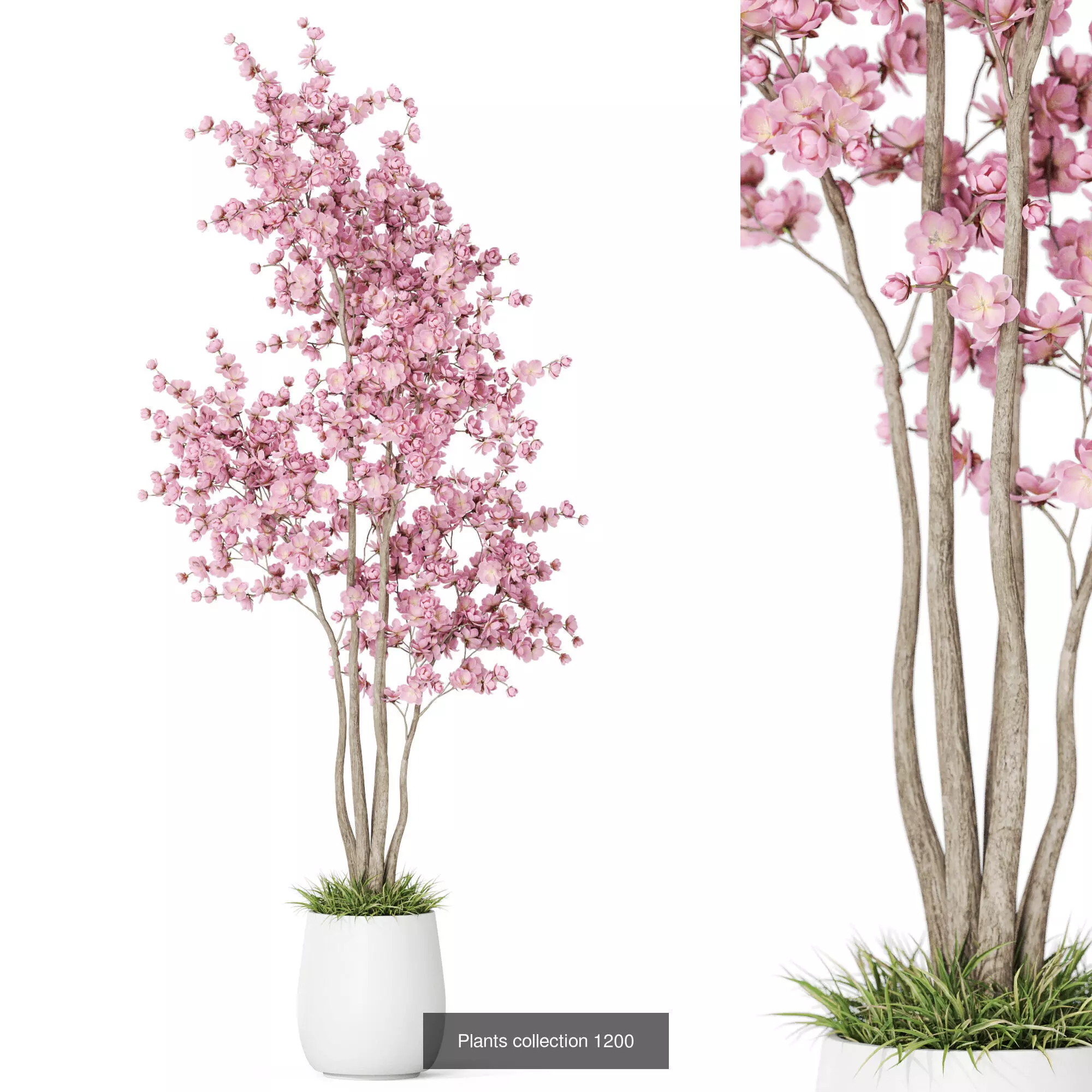 Plants collection vol 53 _9