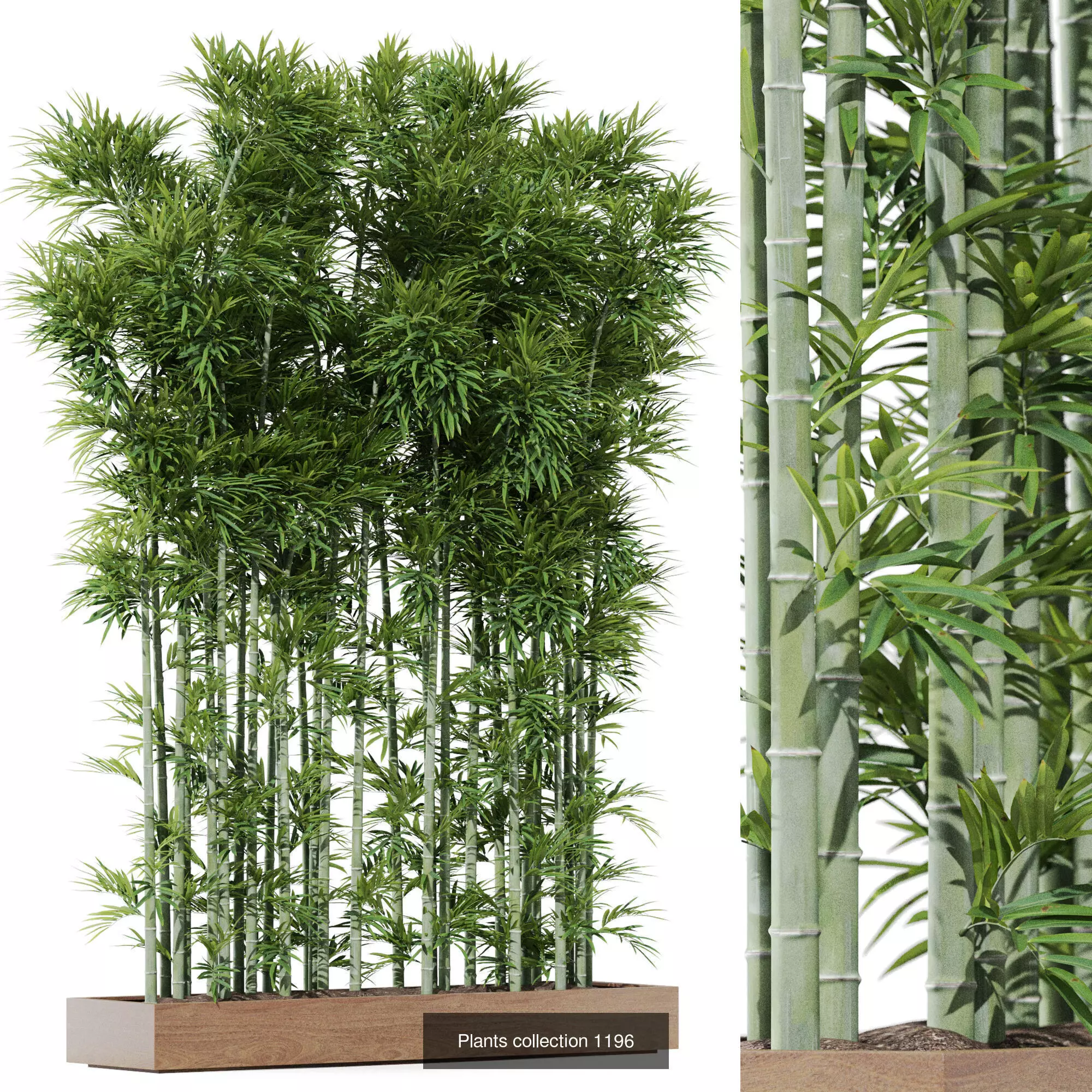 Plants collection vol 53 _5