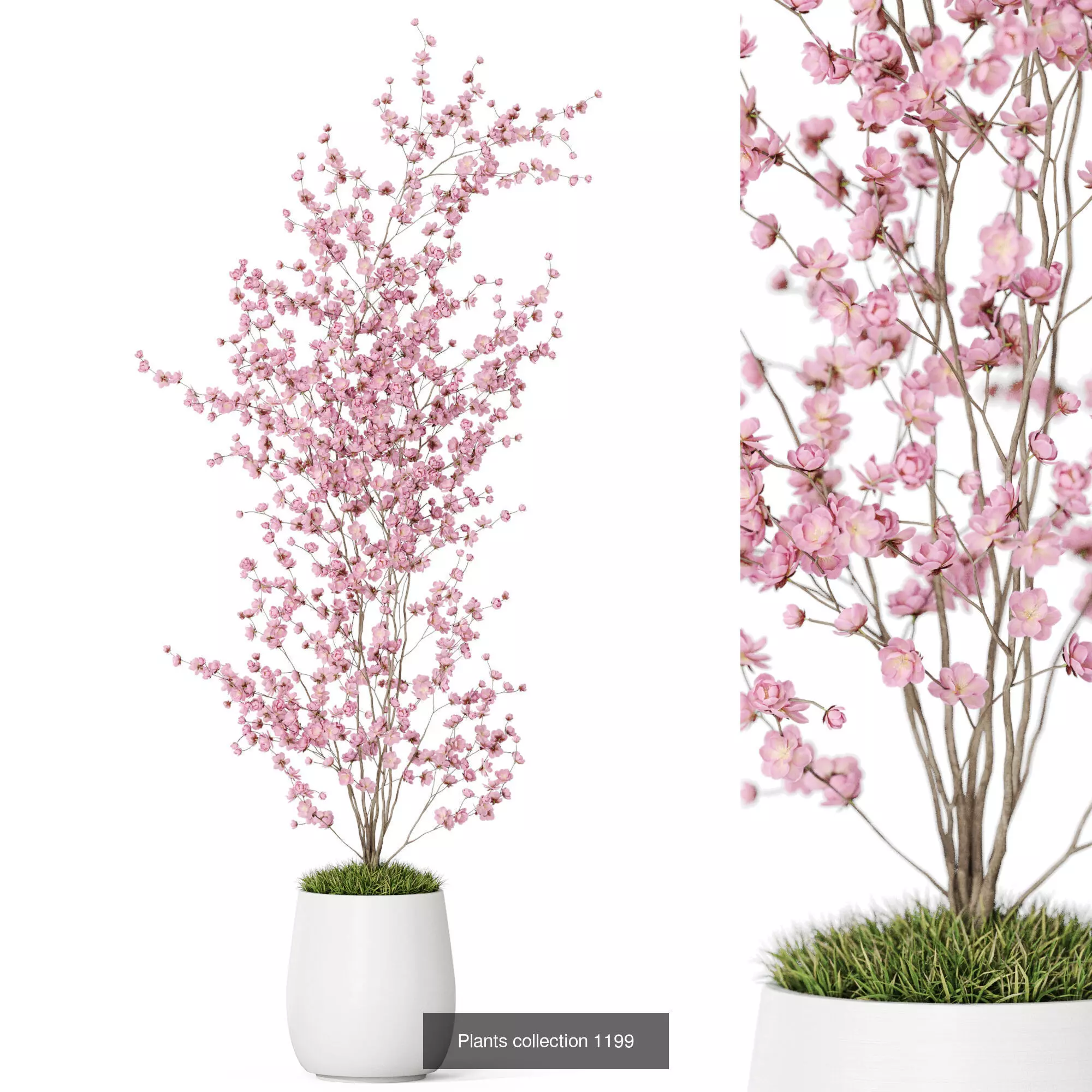 Plants collection vol 53 _8