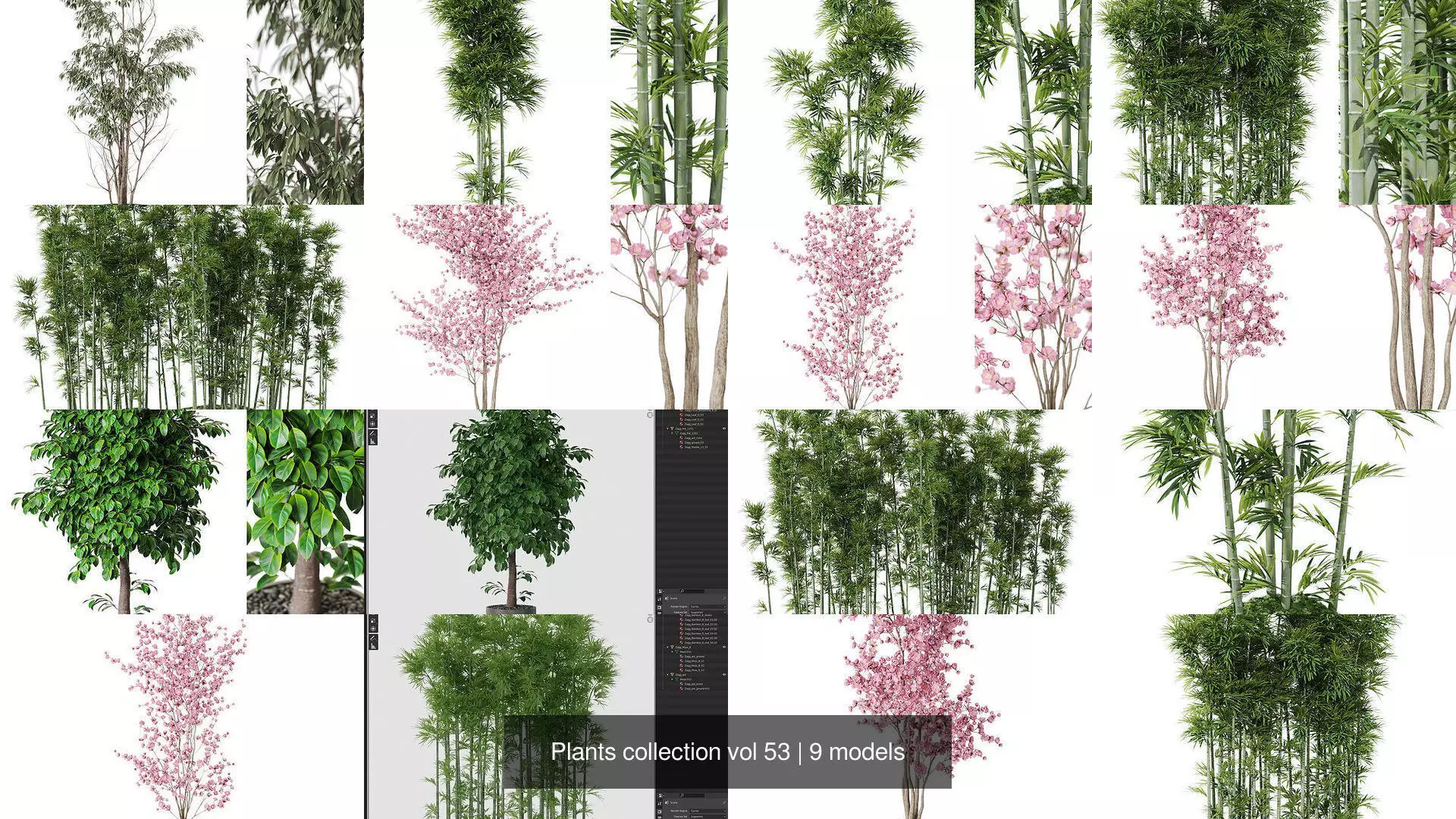 Plants collection vol 53 _1