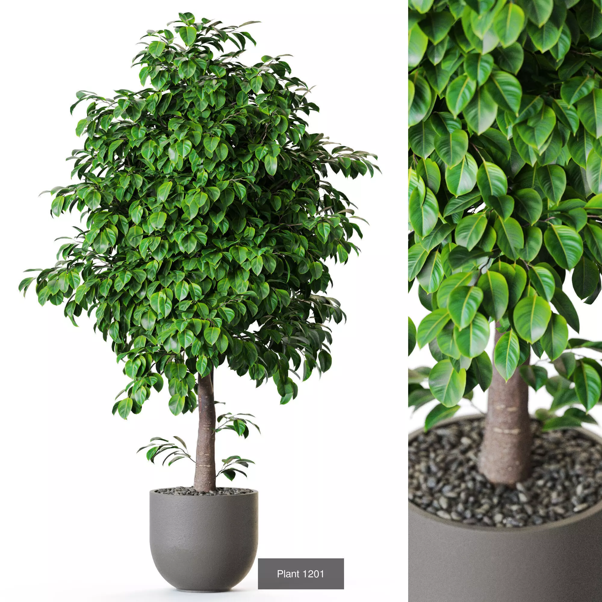 Plants collection vol 53 _10