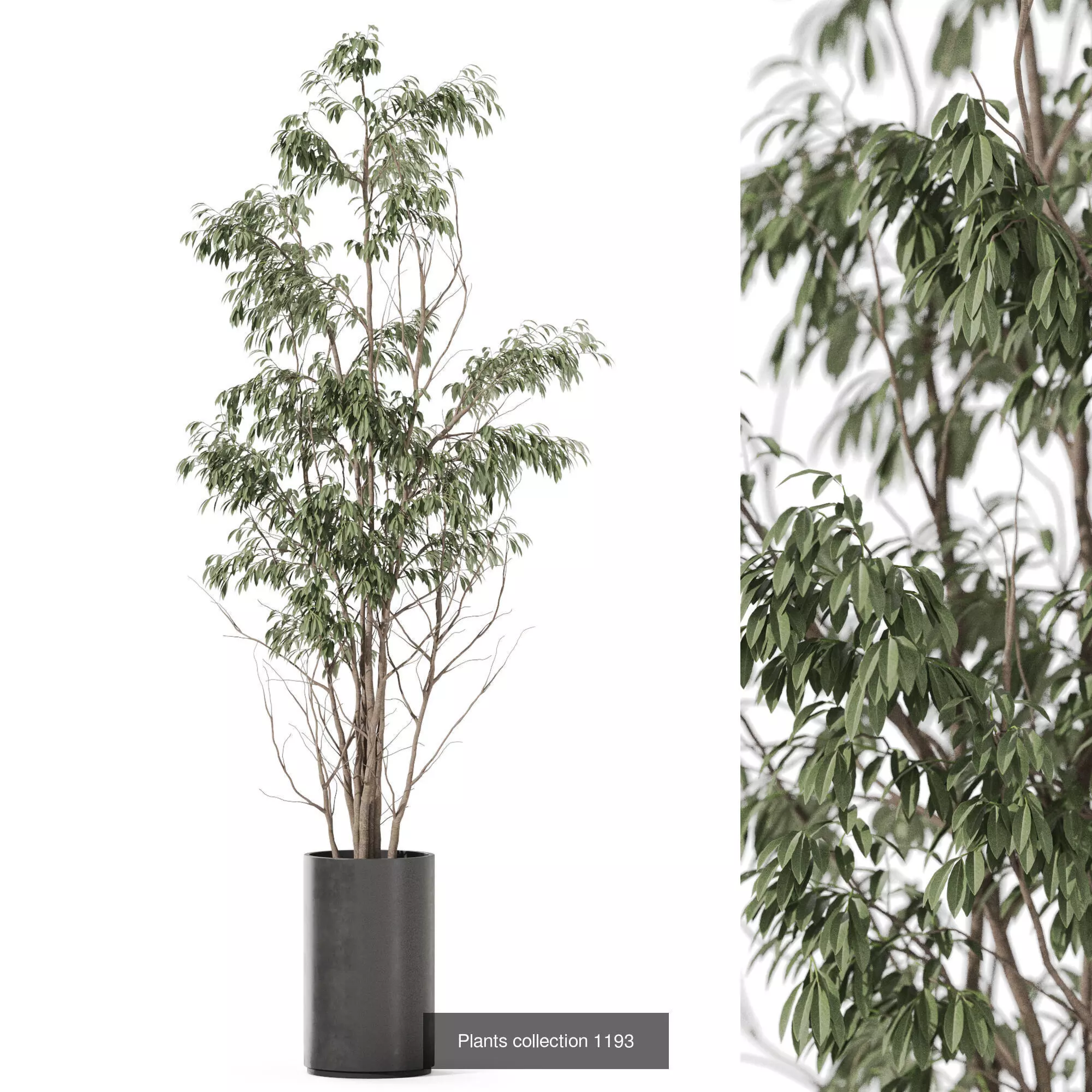 Plants collection vol 53 _2