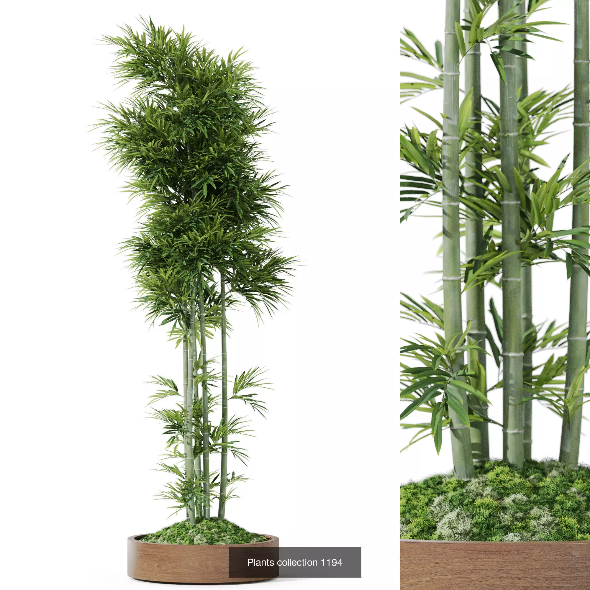 Plants collection vol 53 _3