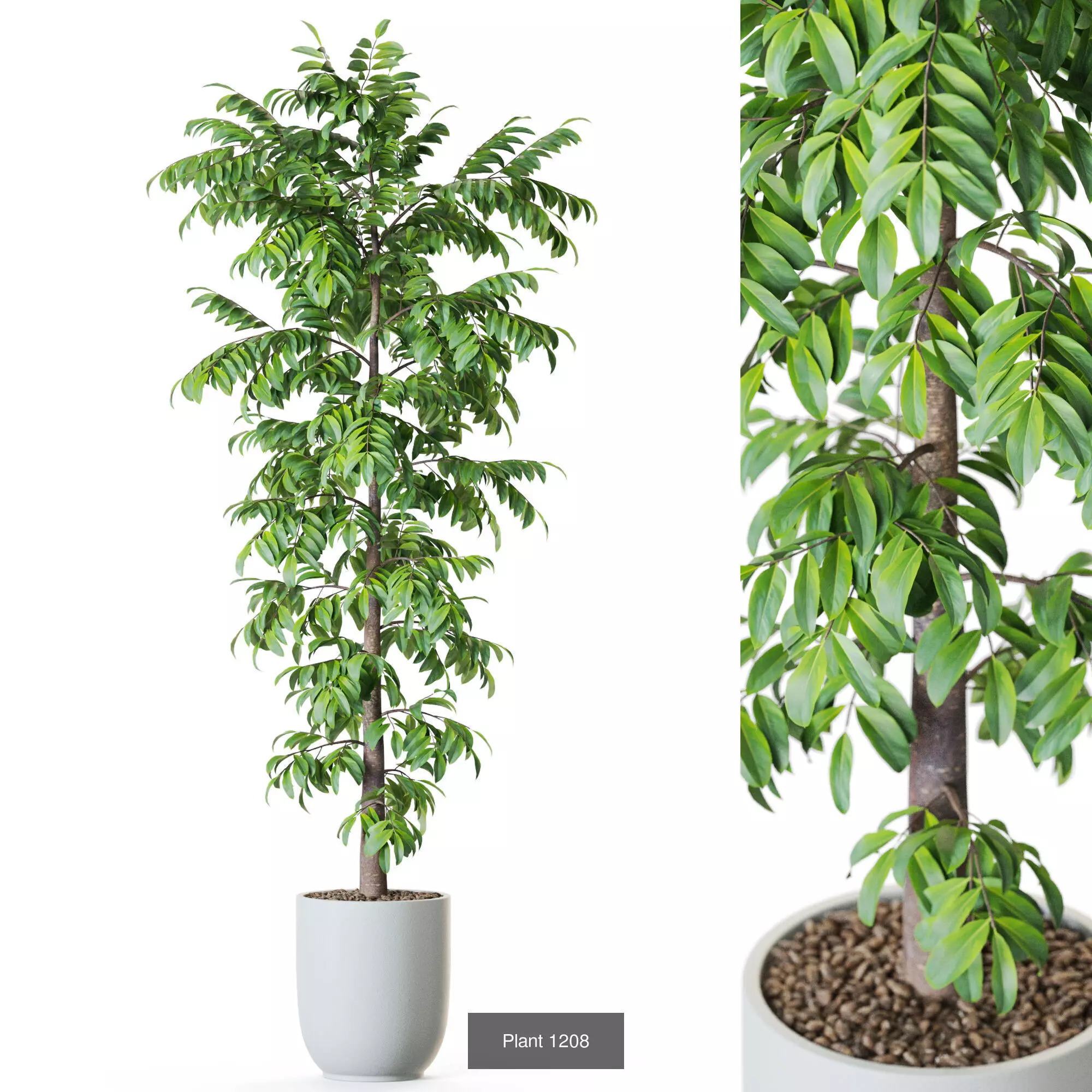 Plants collection vol 54 _9