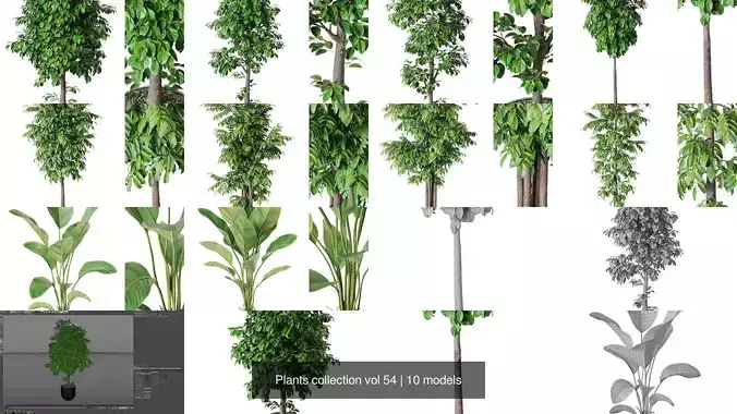 Plants collection vol 54