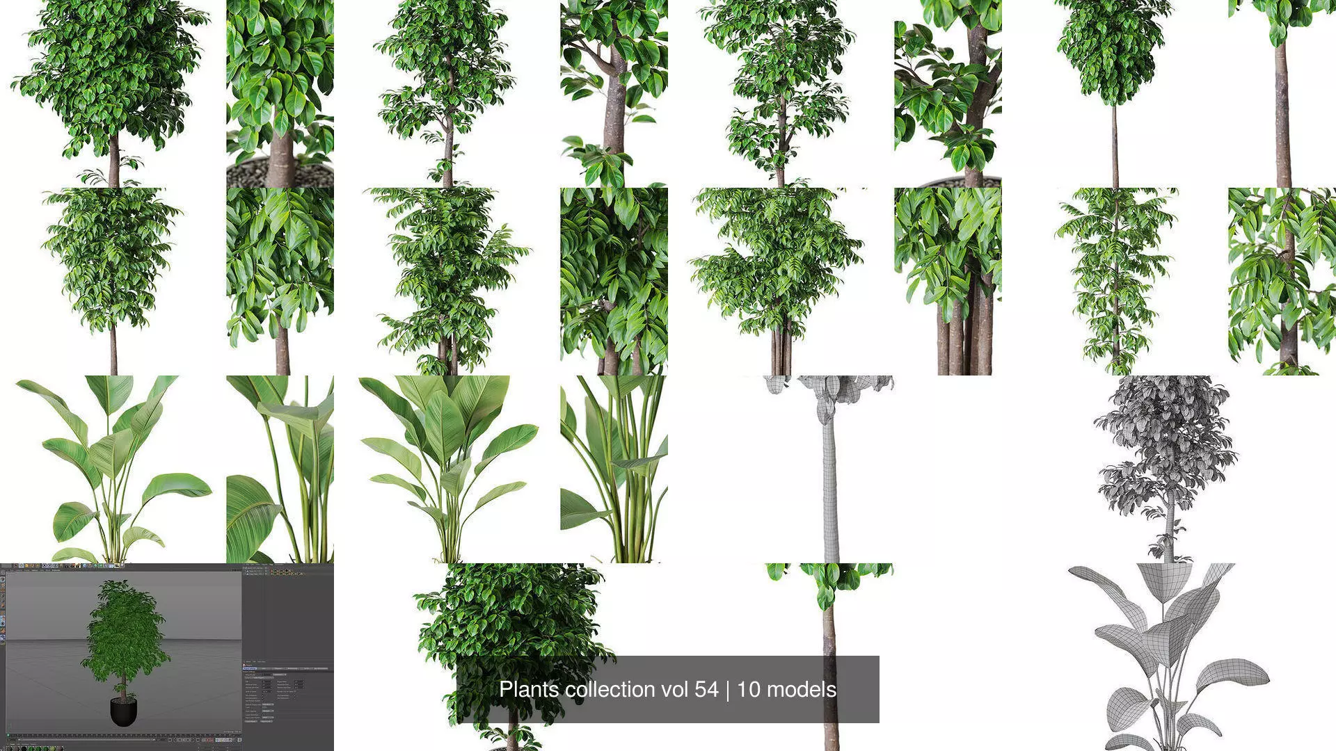 Plants collection vol 54 _1