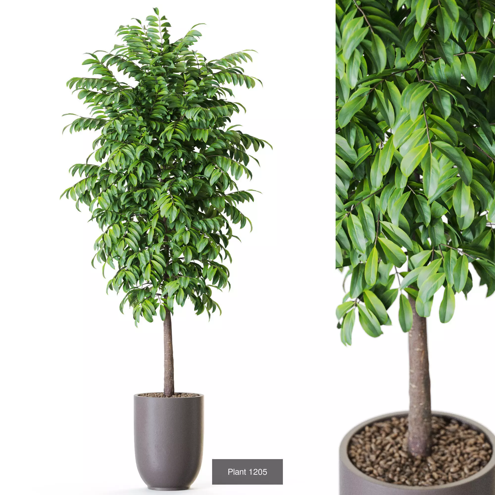 Plants collection vol 54 _6