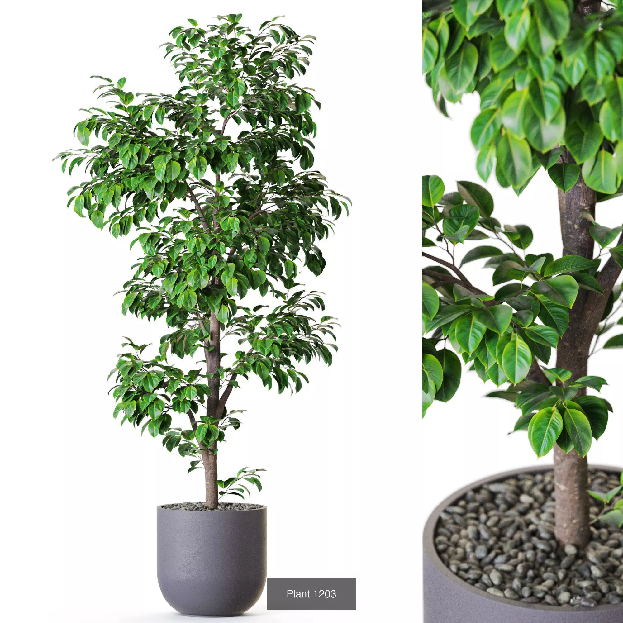 Plants collection vol 54 _4