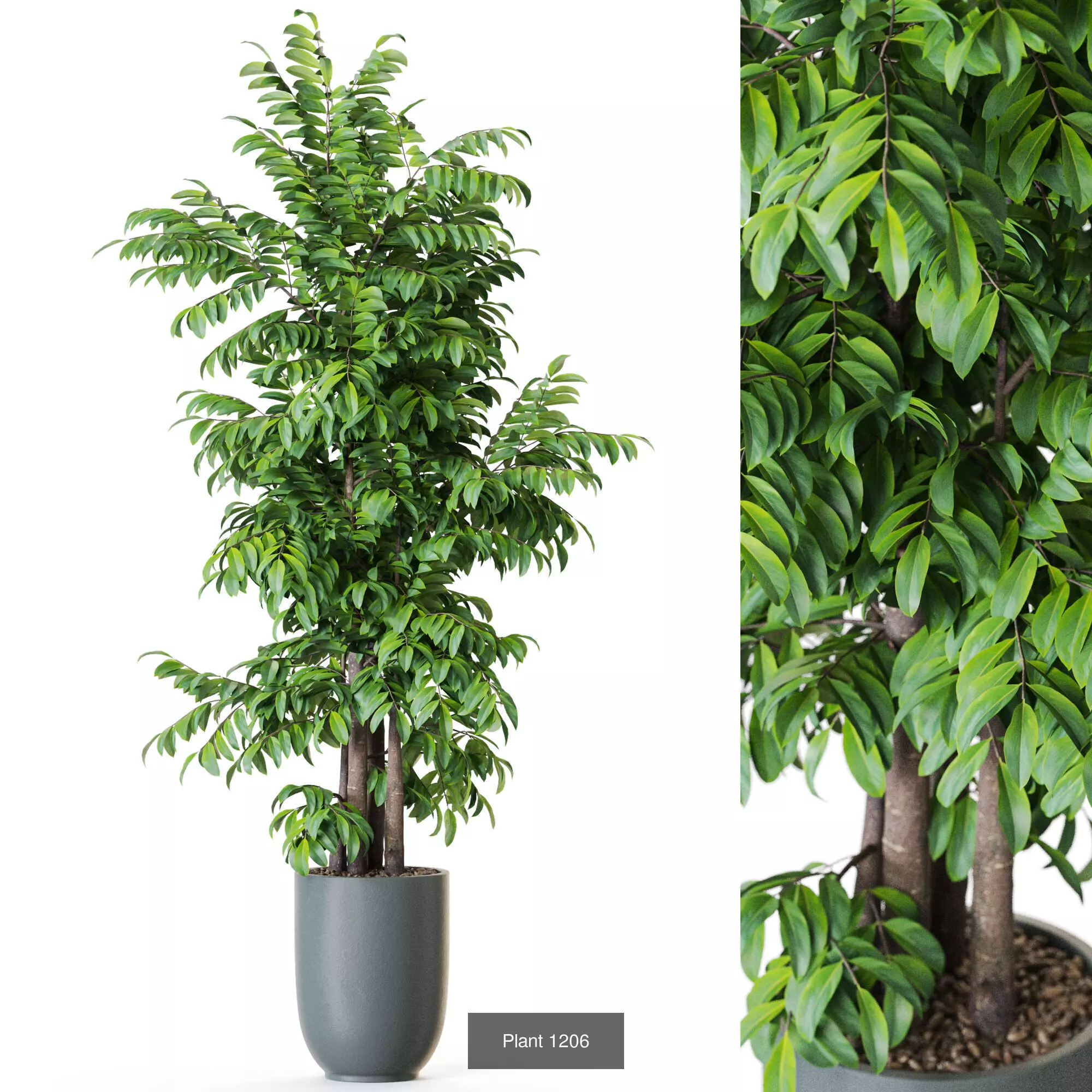 Plants collection vol 54 _7