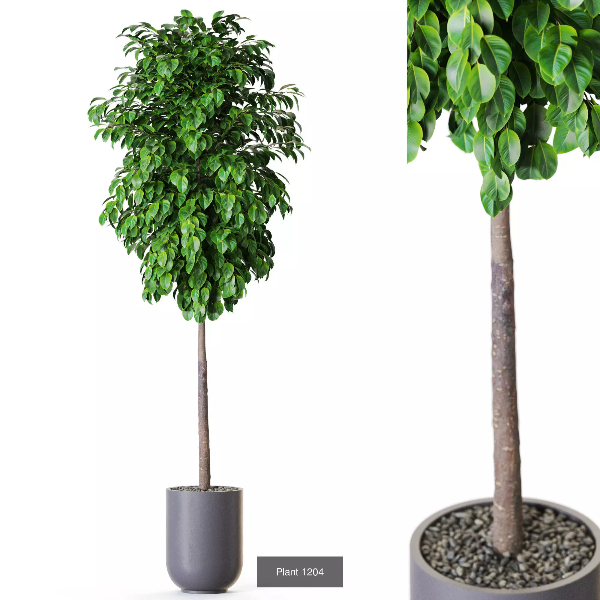 Plants collection vol 54 _5