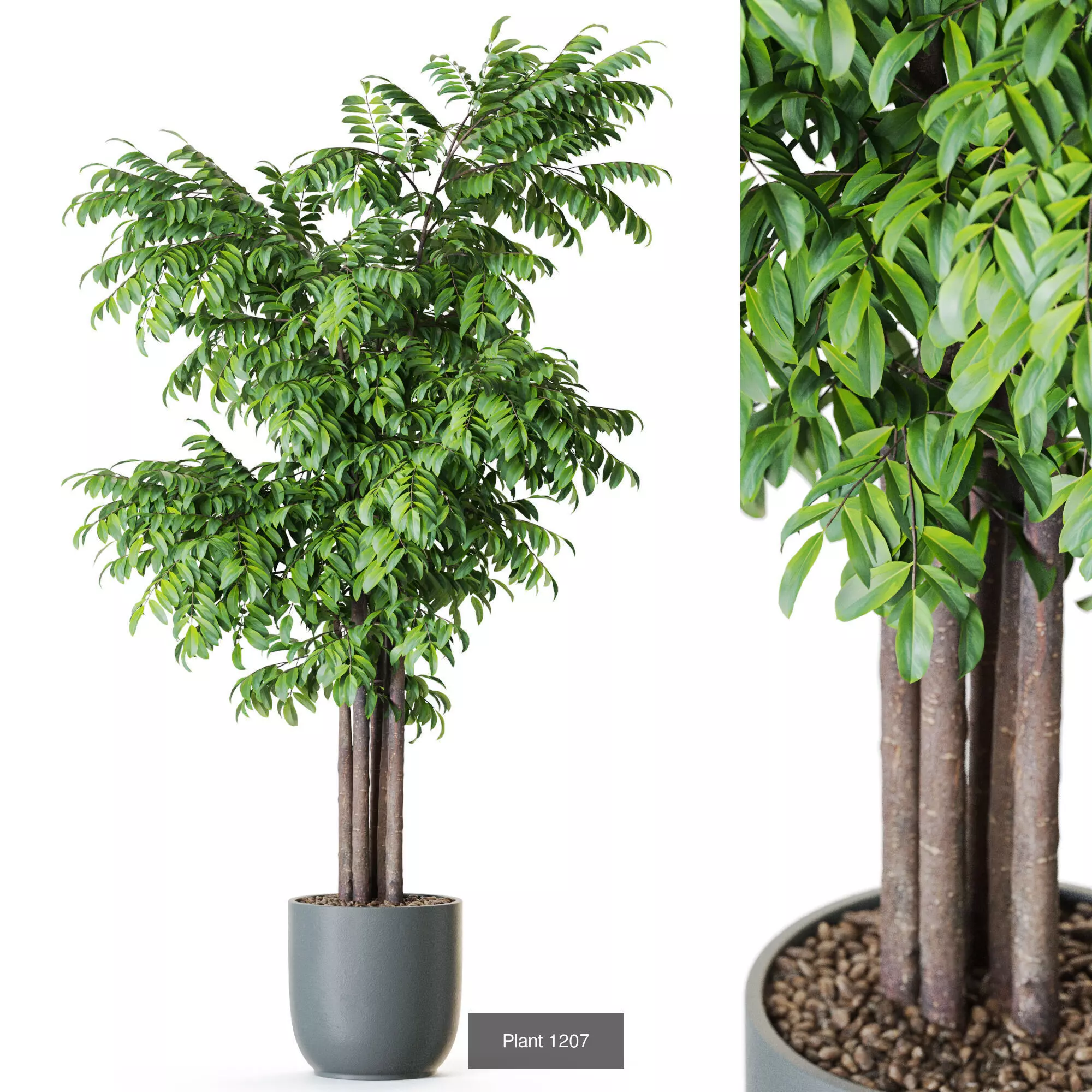 Plants collection vol 54 _8