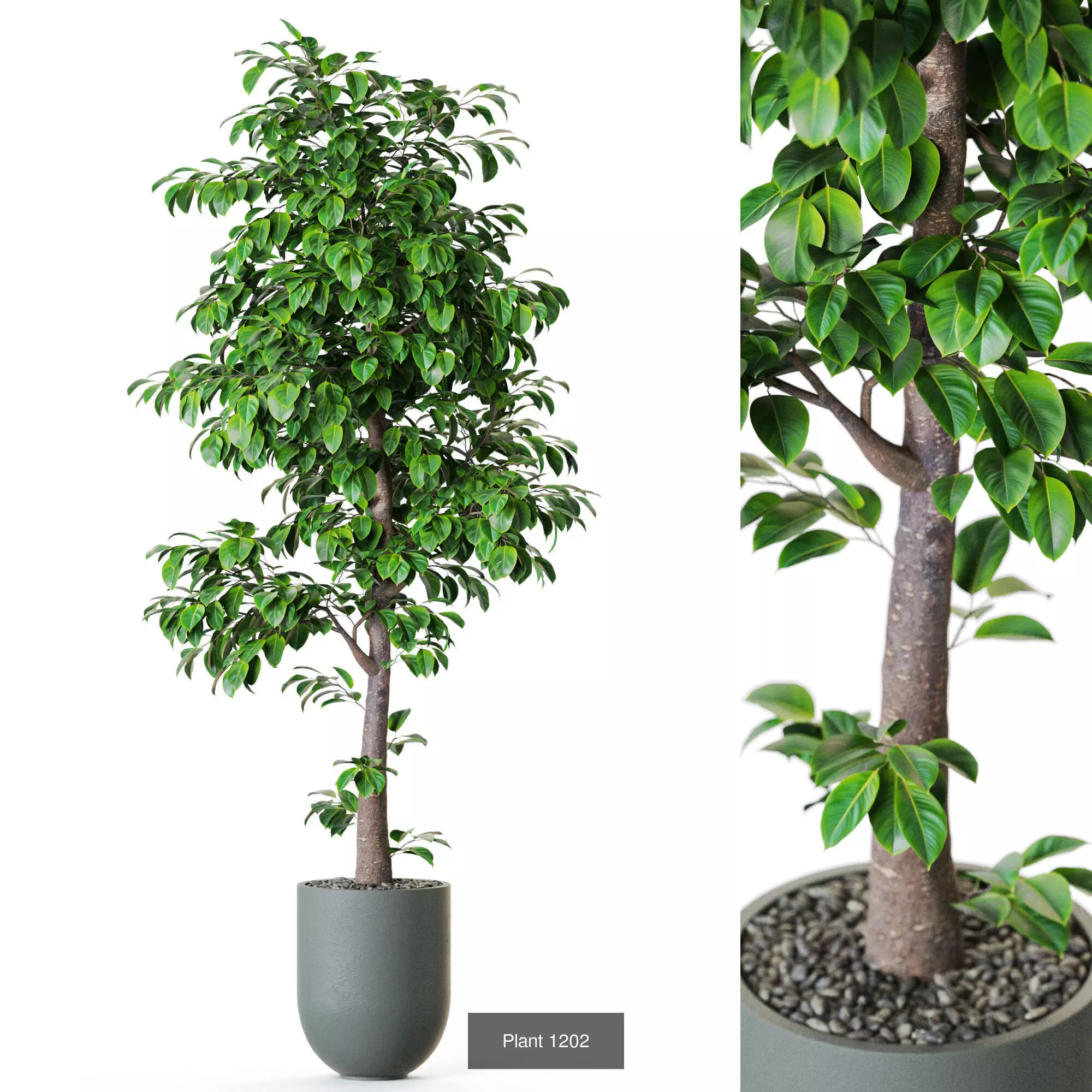 Plants collection vol 54 _3