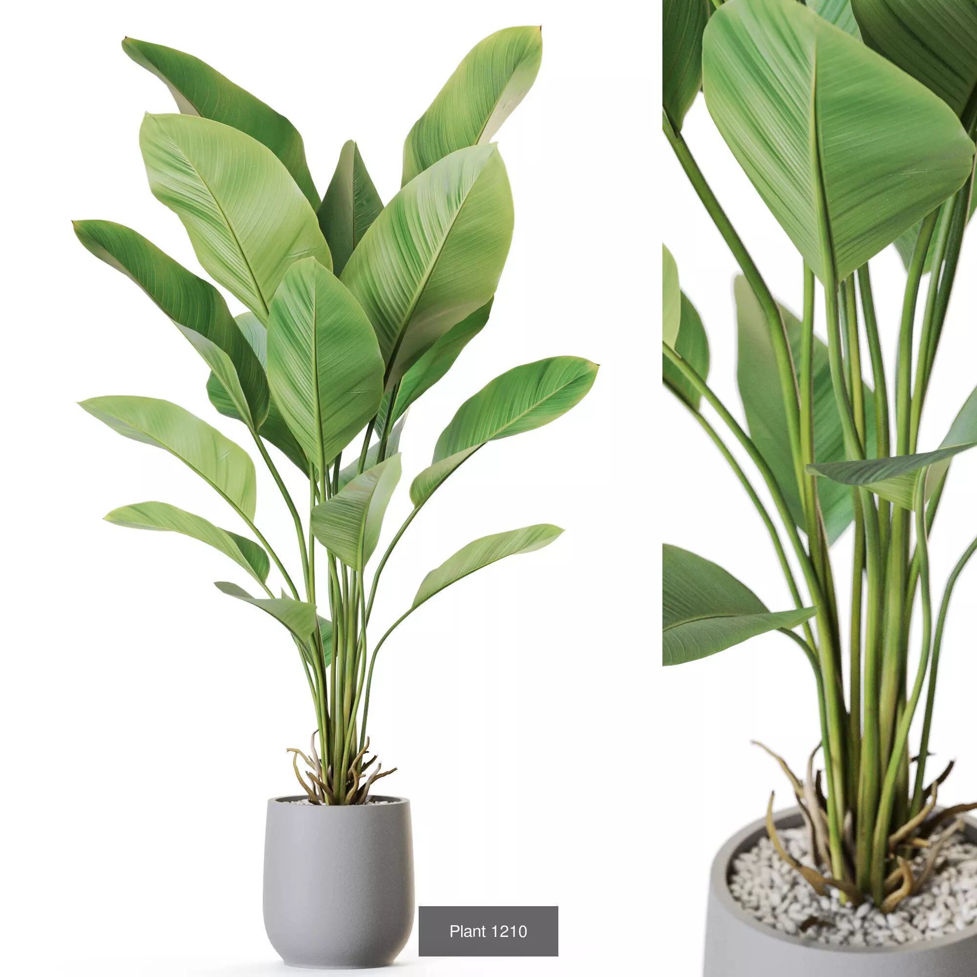 Plants collection vol 54 _11